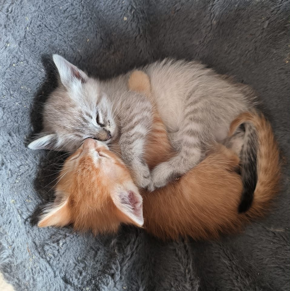 Colony of Feral Cats in need of help campaign photo, 5 of 8