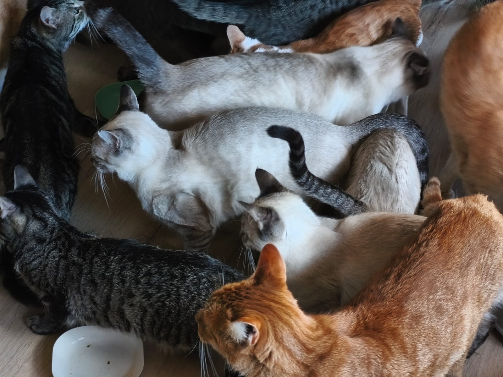 Colony of Feral Cats in need of help campaign photo, 4 of 8