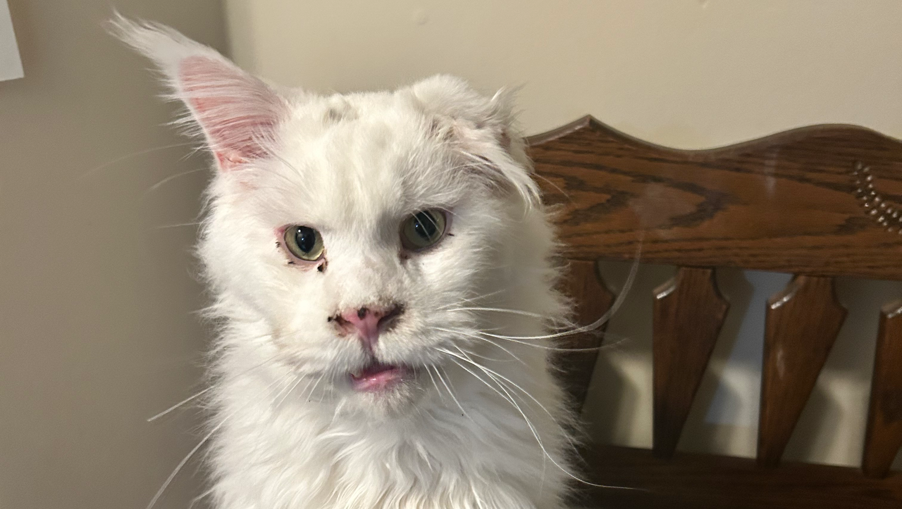 Fundraiser by April Groover : Help Falcor Breathe Easy and Smile Again