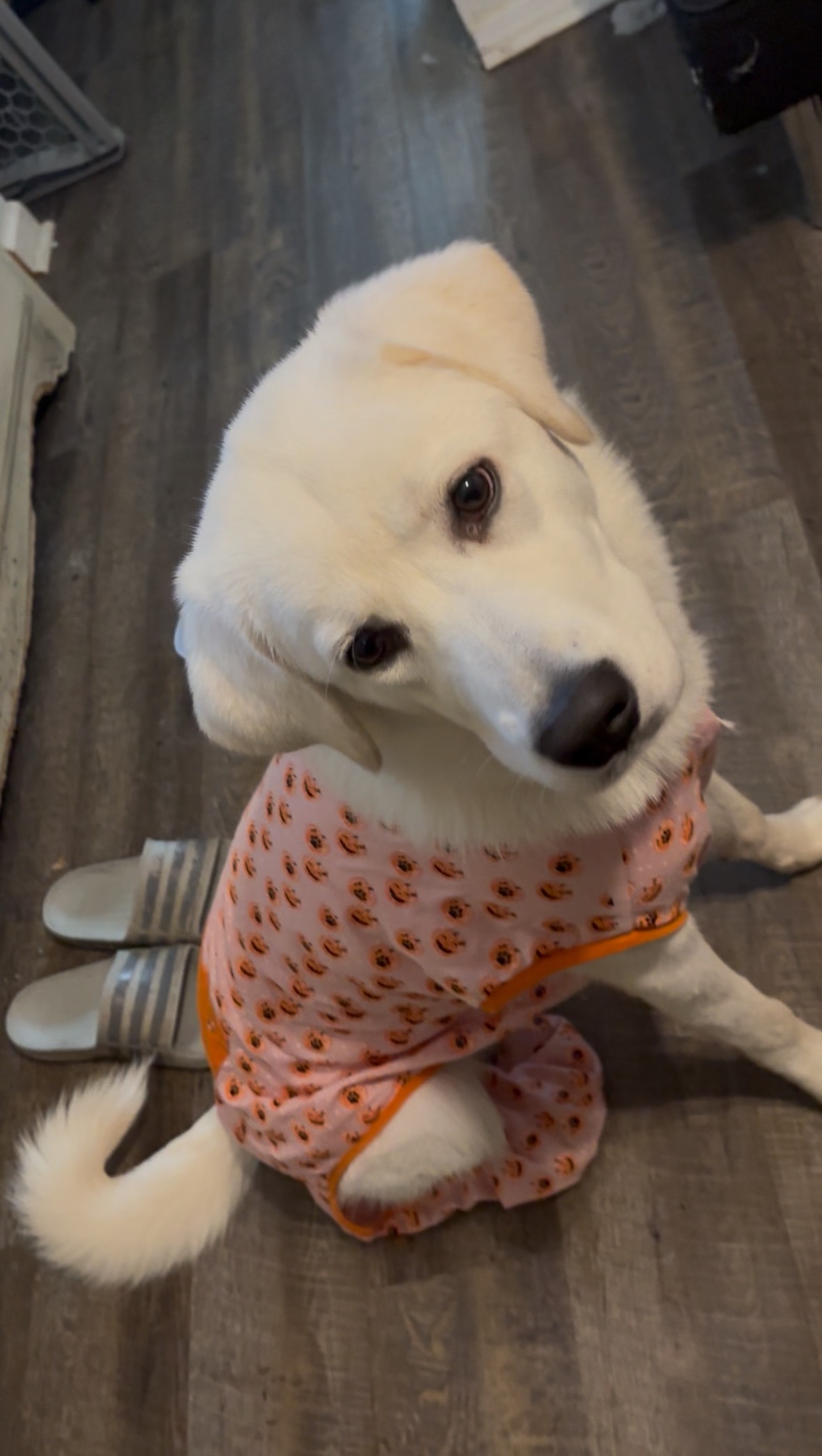 Bring Shilo Home: Support Needed campaign photo, 6 of 7