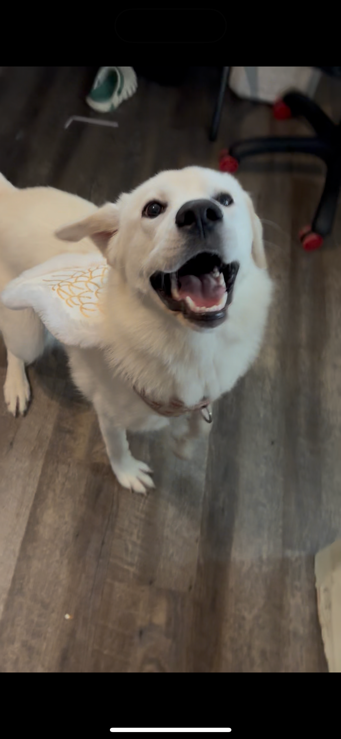 Bring Shilo Home: Support Needed campaign photo, 4 of 7