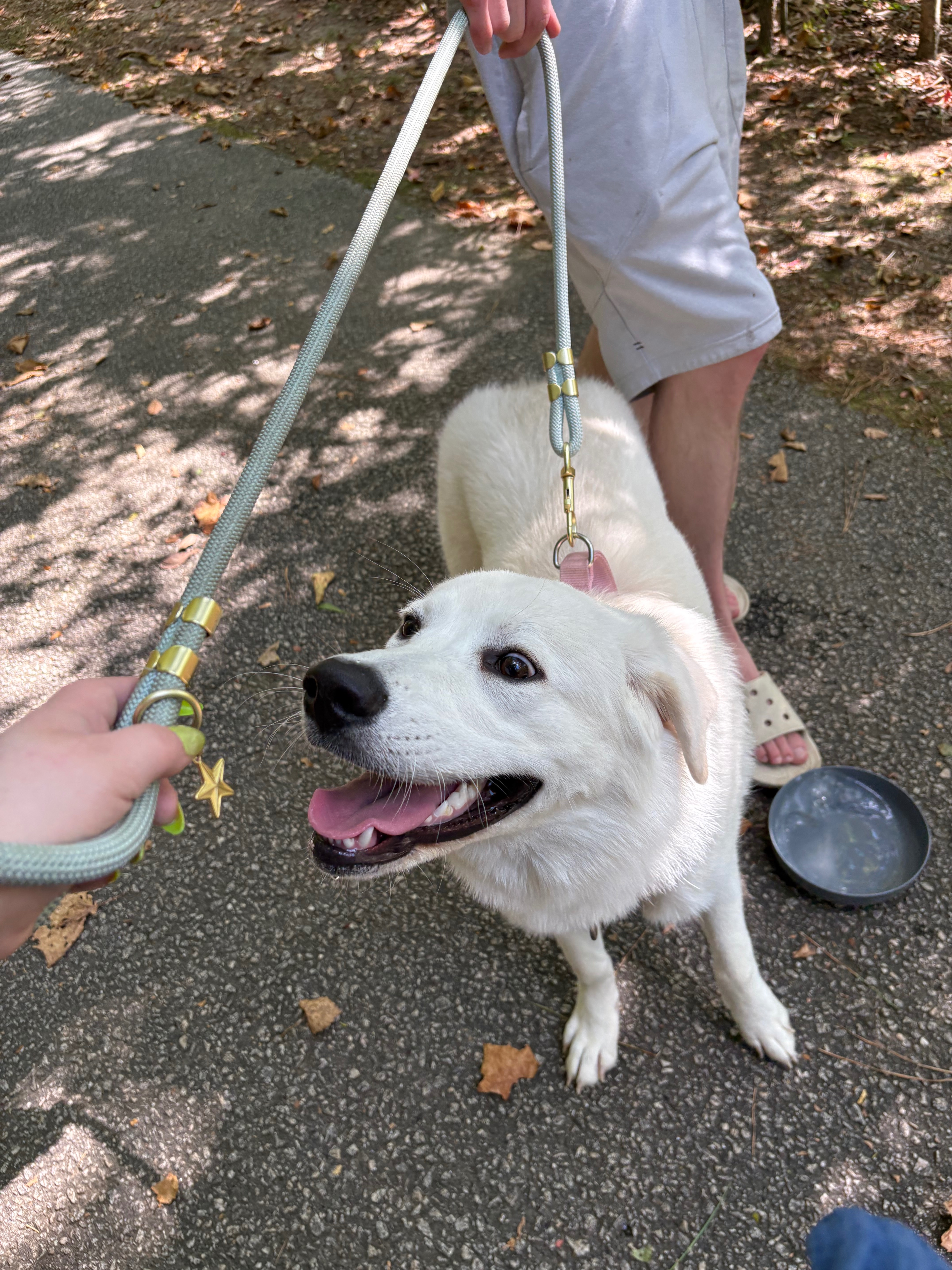 Bring Shilo Home: Support Needed campaign photo, 5 of 7