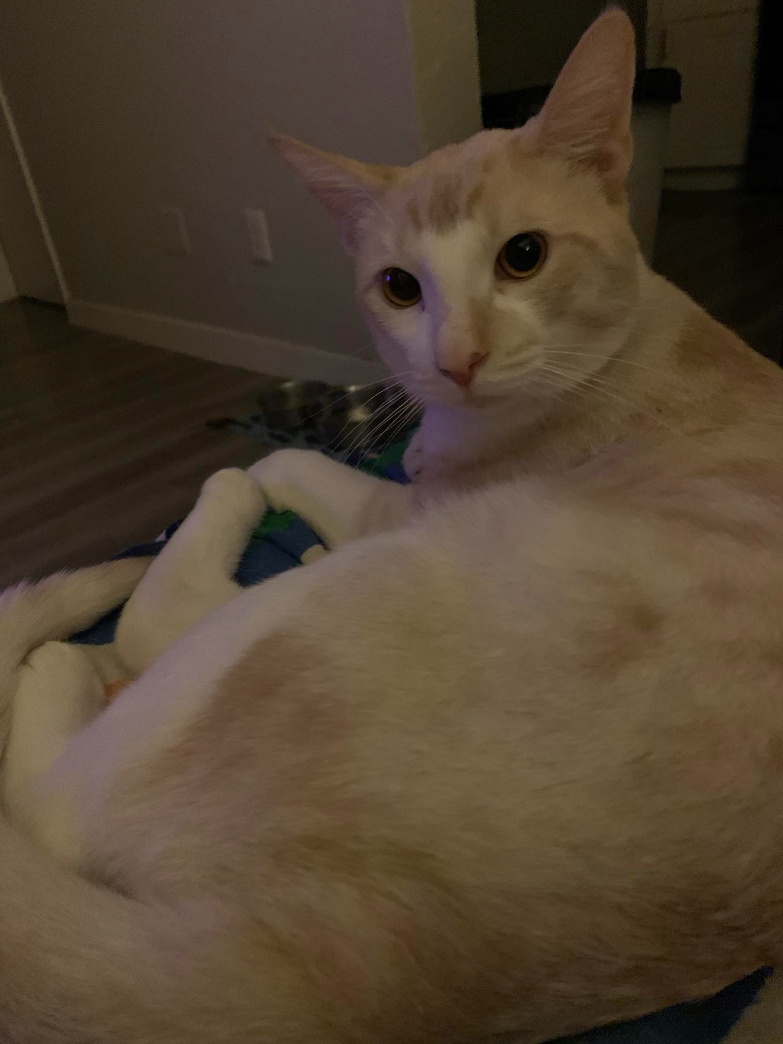 Urgent Dental Care Needed for Young Cat Charlie campaign photo, 4 of 5