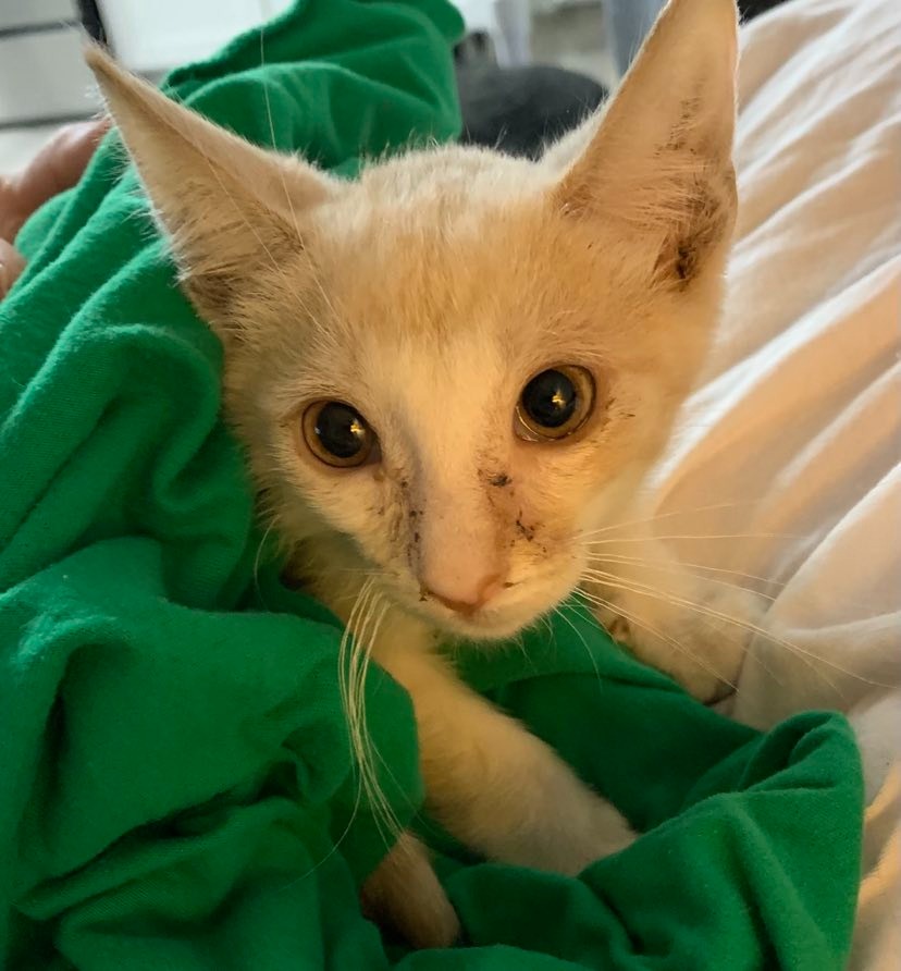 Urgent Dental Care Needed for Young Cat Charlie campaign photo, 2 of 5