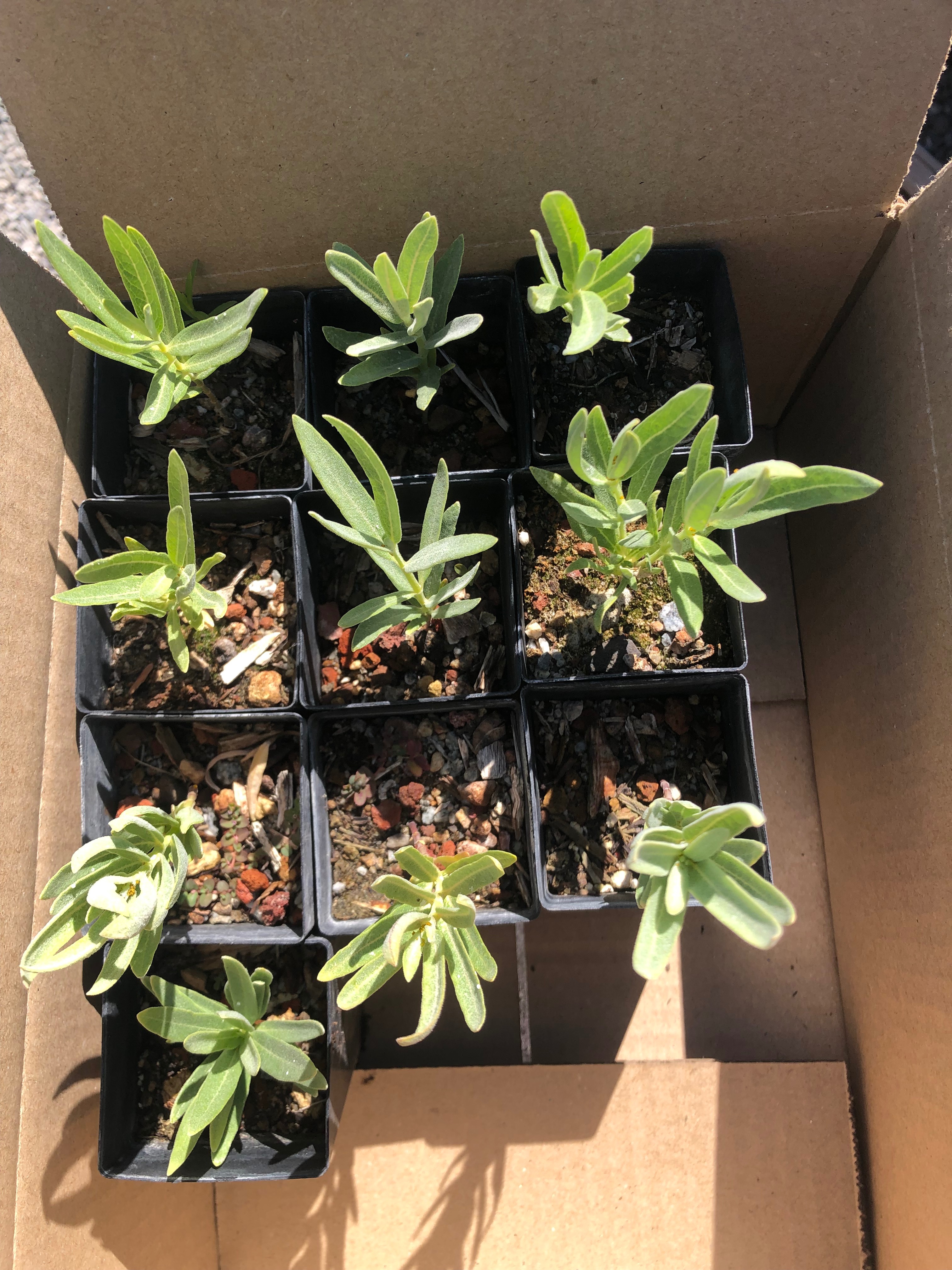 EcoStart: Monarch Habitat Fund campaign photo, 5 of 6
