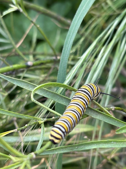 EcoStart: Monarch Habitat Fund campaign photo, 4 of 6