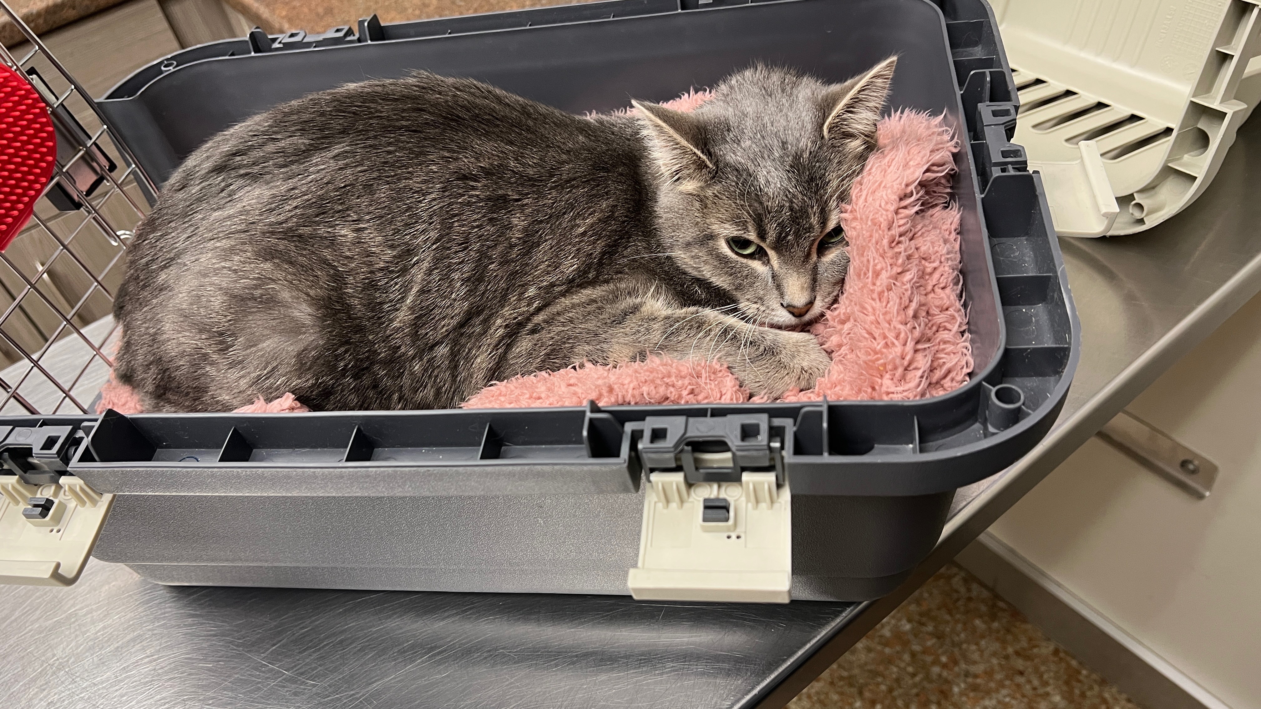 Maya needs help diagnosing and fighting liver disease campaign photo, 6 of 8