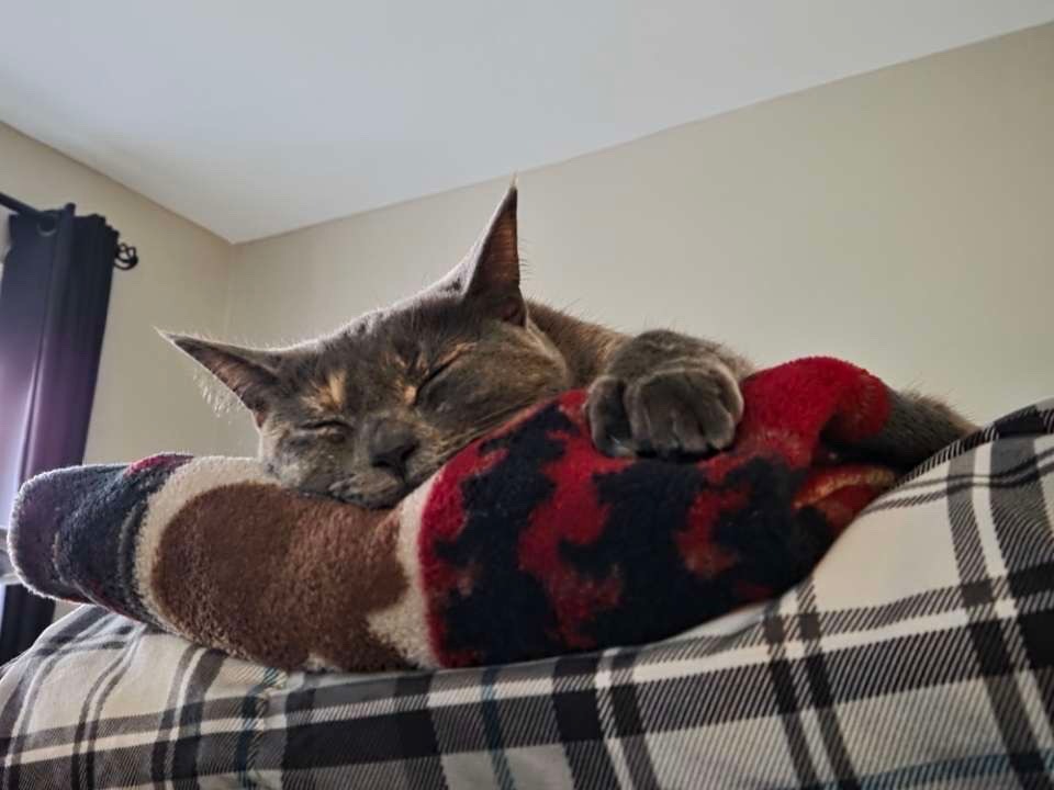 Help Violet's Emergency Surgery Costs campaign photo, 7 of 8