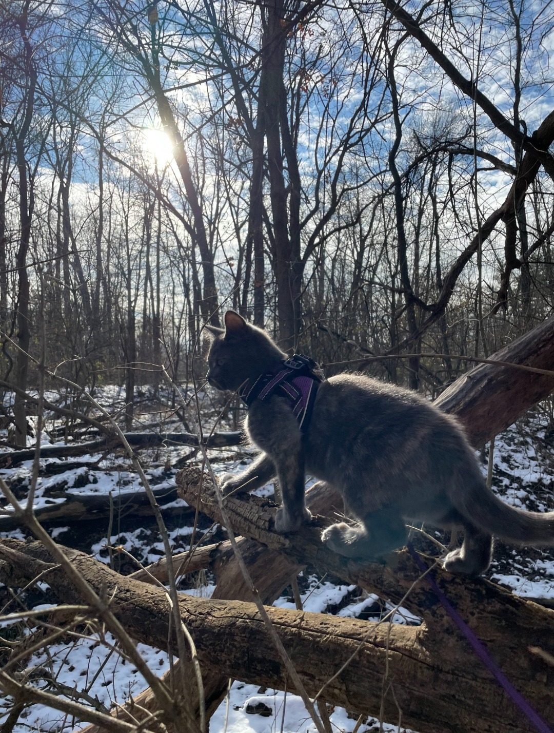 Help Violet's Emergency Surgery Costs campaign photo, 2 of 8