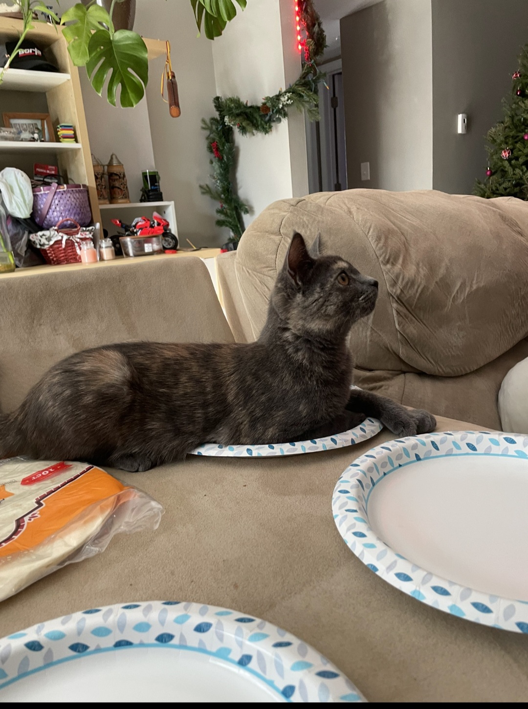 Help Violet's Emergency Surgery Costs campaign photo, 6 of 8