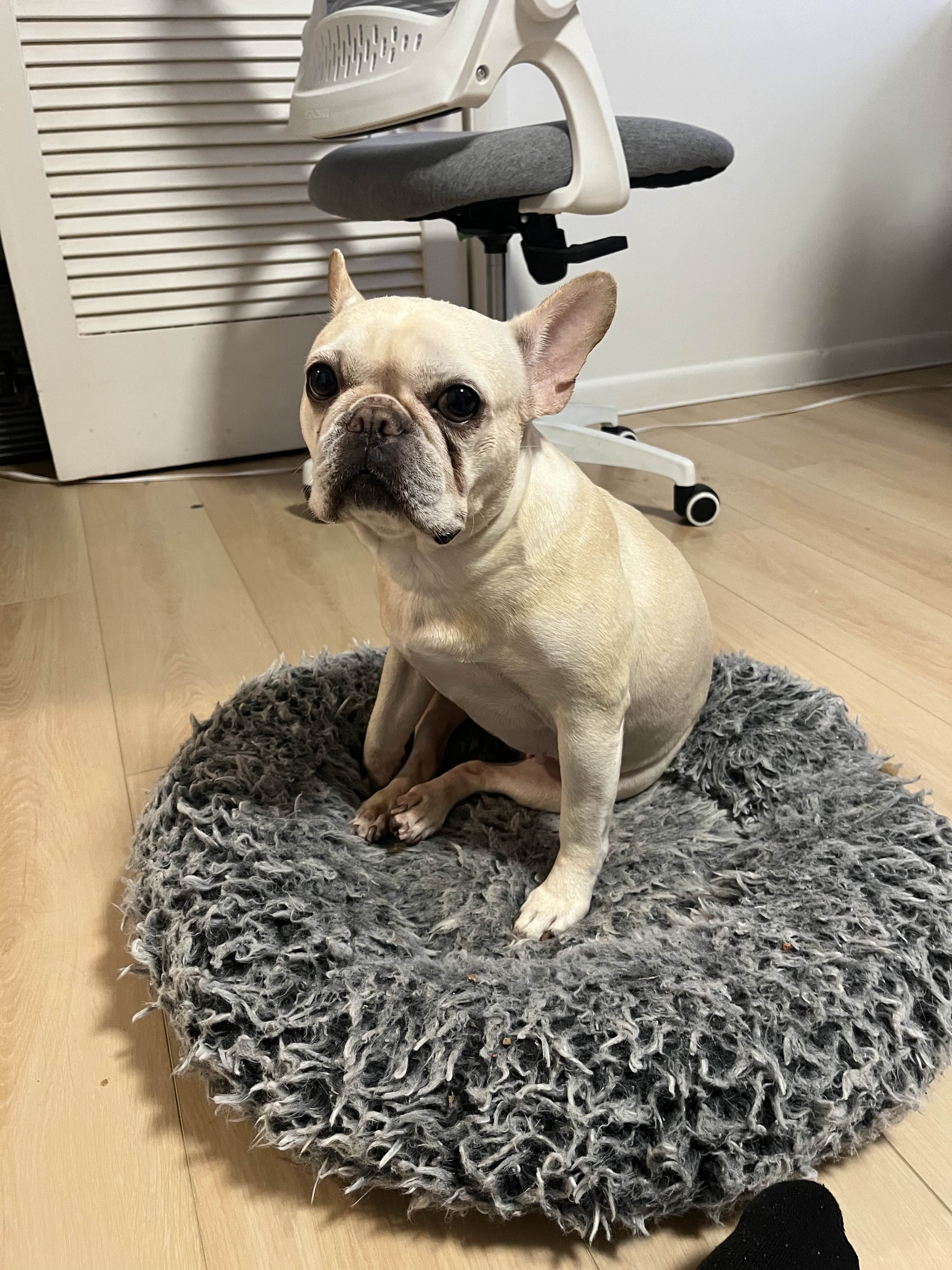 Help Penny Get Lifesaving Surgery campaign photo, 2 of 7