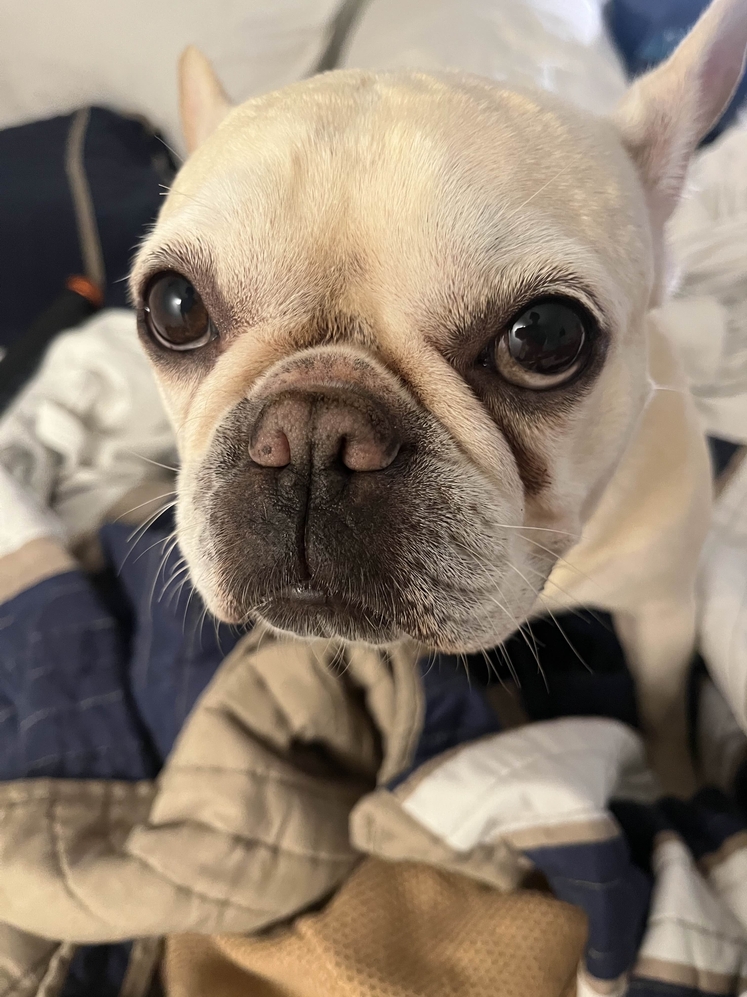 Help Penny Get Lifesaving Surgery campaign photo, 5 of 7