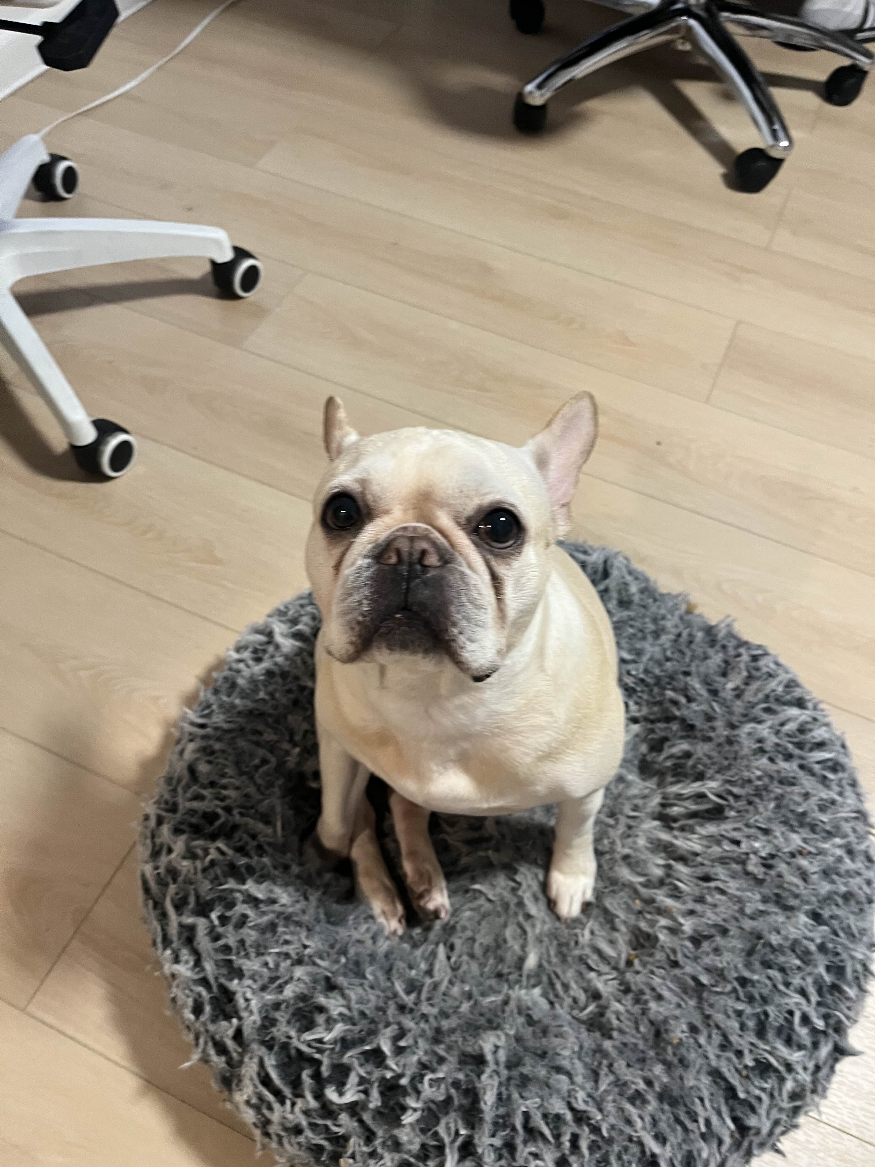 Help Penny Get Lifesaving Surgery campaign photo, 4 of 7