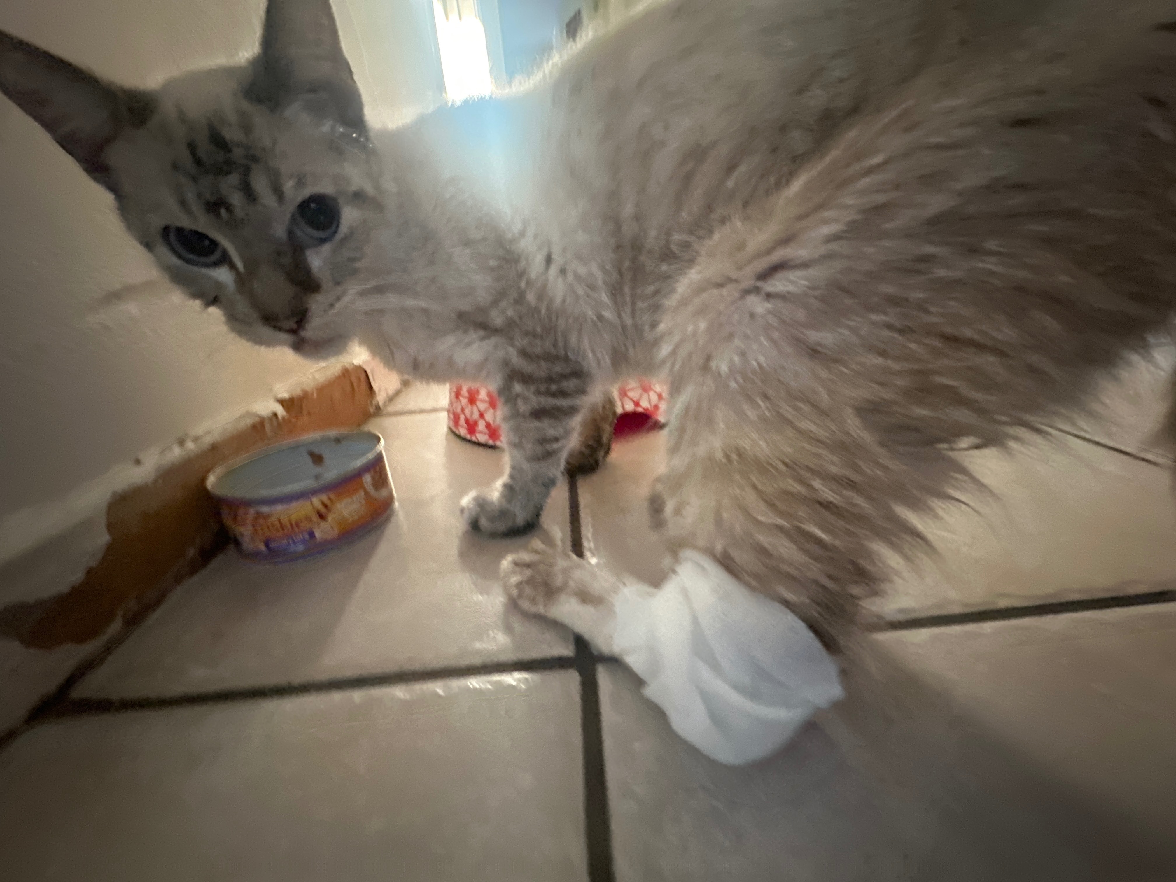 Donate to Niño's Vet Care Fund campaign photo, 4 of 5