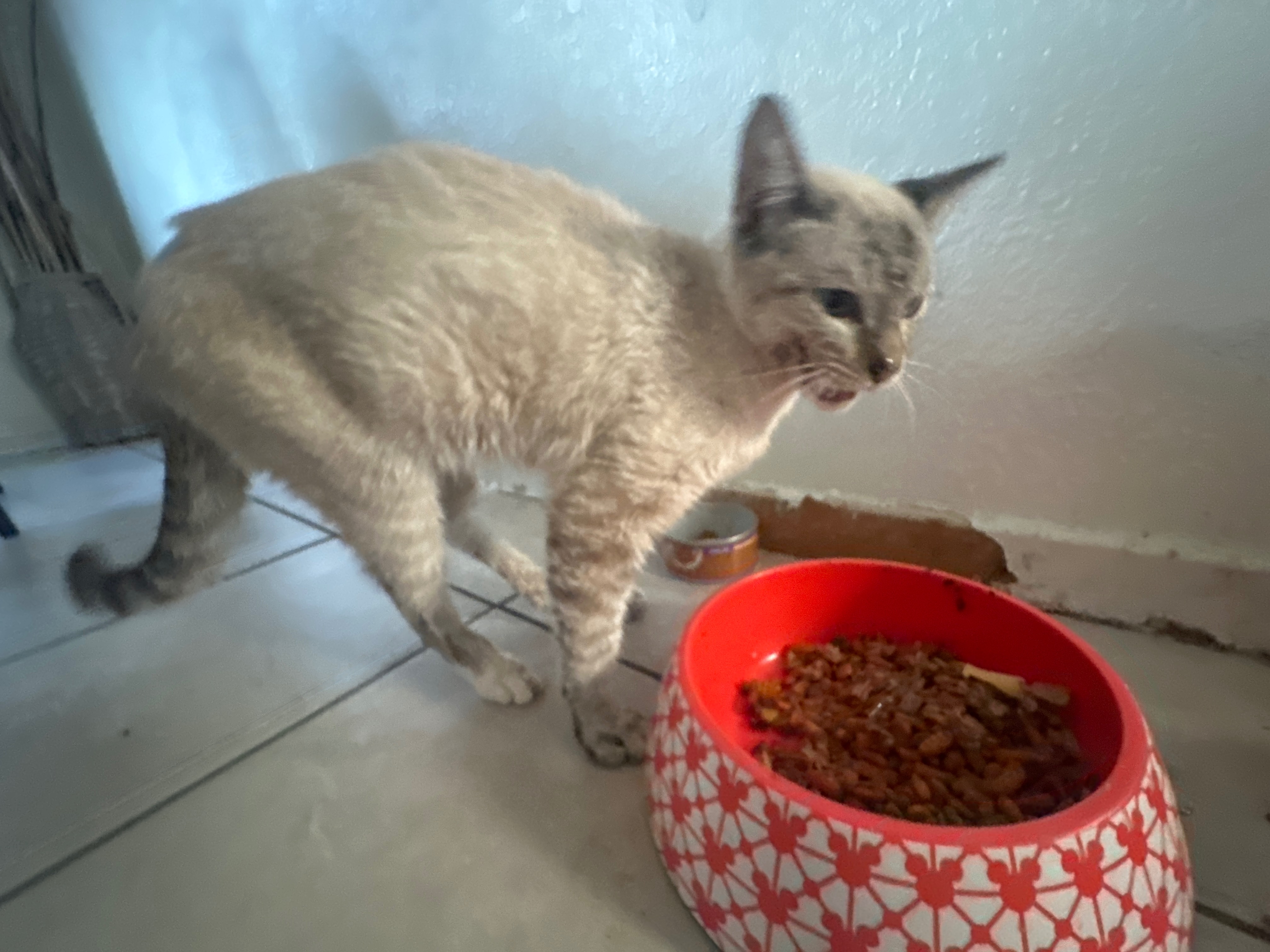 Donate to Niño's Vet Care Fund campaign photo, 2 of 5