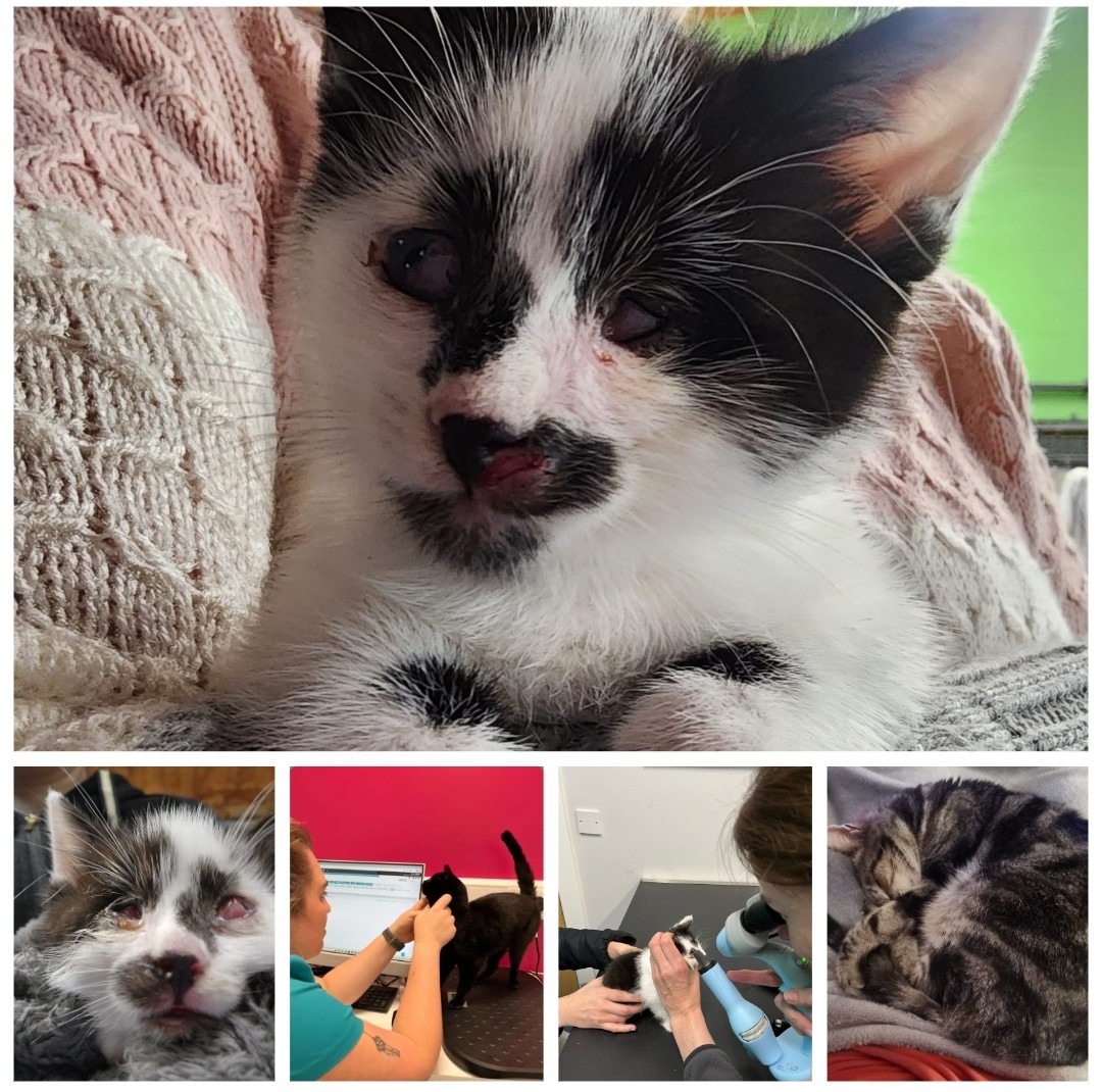 Paws in Need: Fanta, Teddy & Marcel’s Care Funds campaign photo, 2 of 4