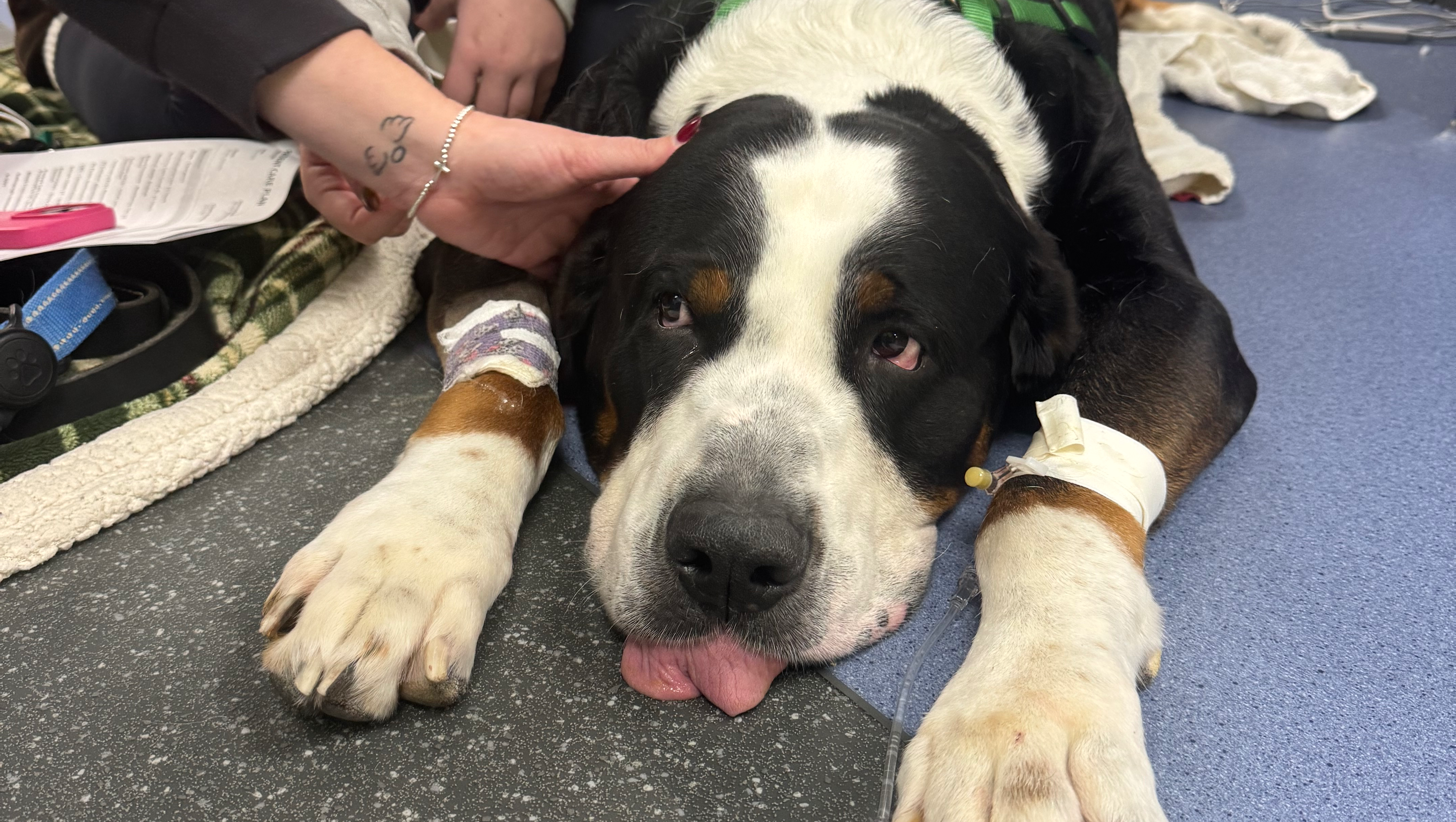 Fundraiser by Molly Bristle Support Moose's LifeSaving Surgery Costs