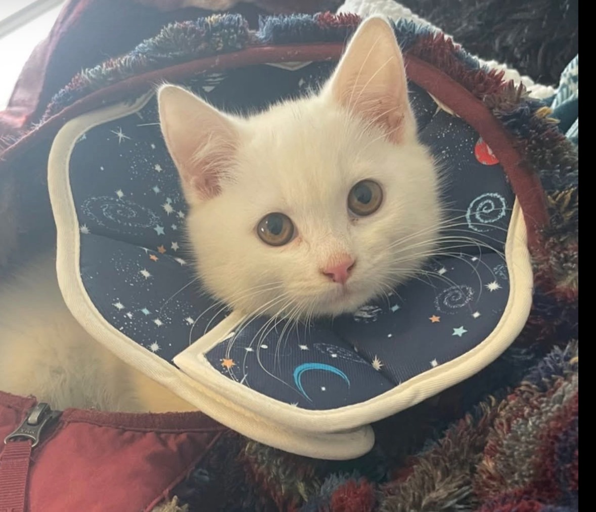 Donate to Isabella's Medical Expenses campaign photo, 2 of 5