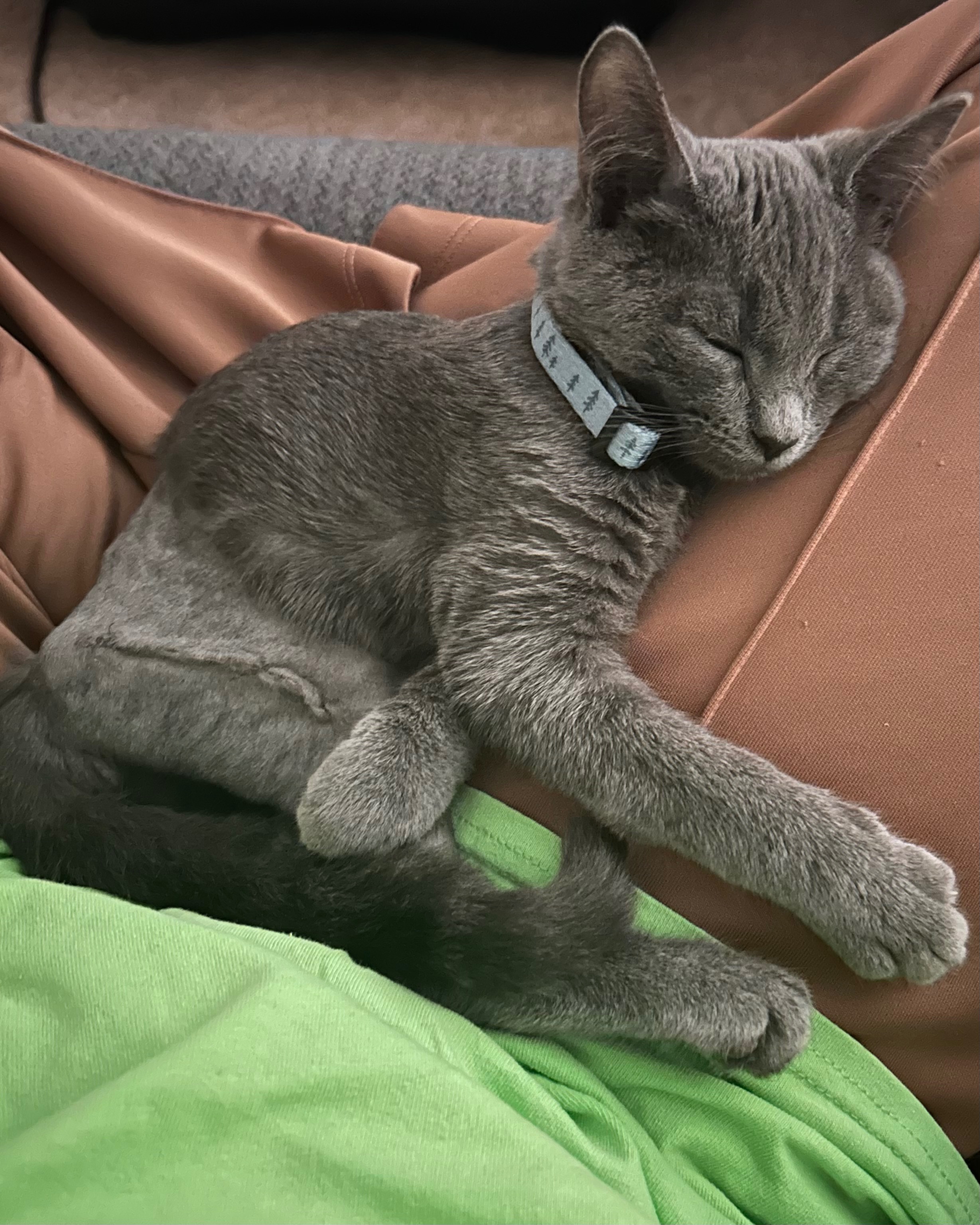 Help My Rescue Kitten Recover from Surgery campaign photo, 2 of 6