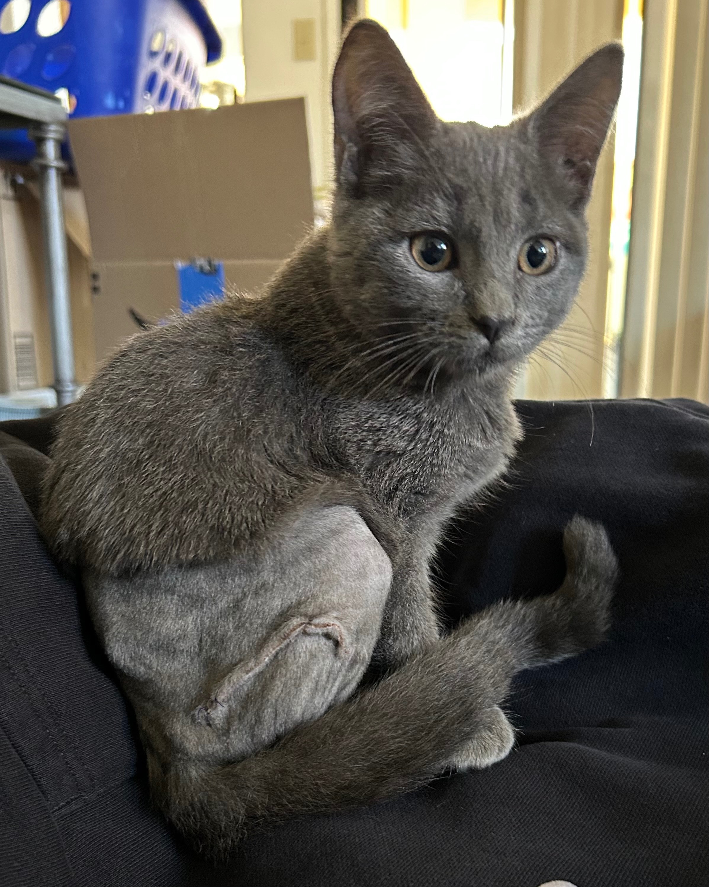 Help My Rescue Kitten Recover from Surgery campaign photo, 5 of 6