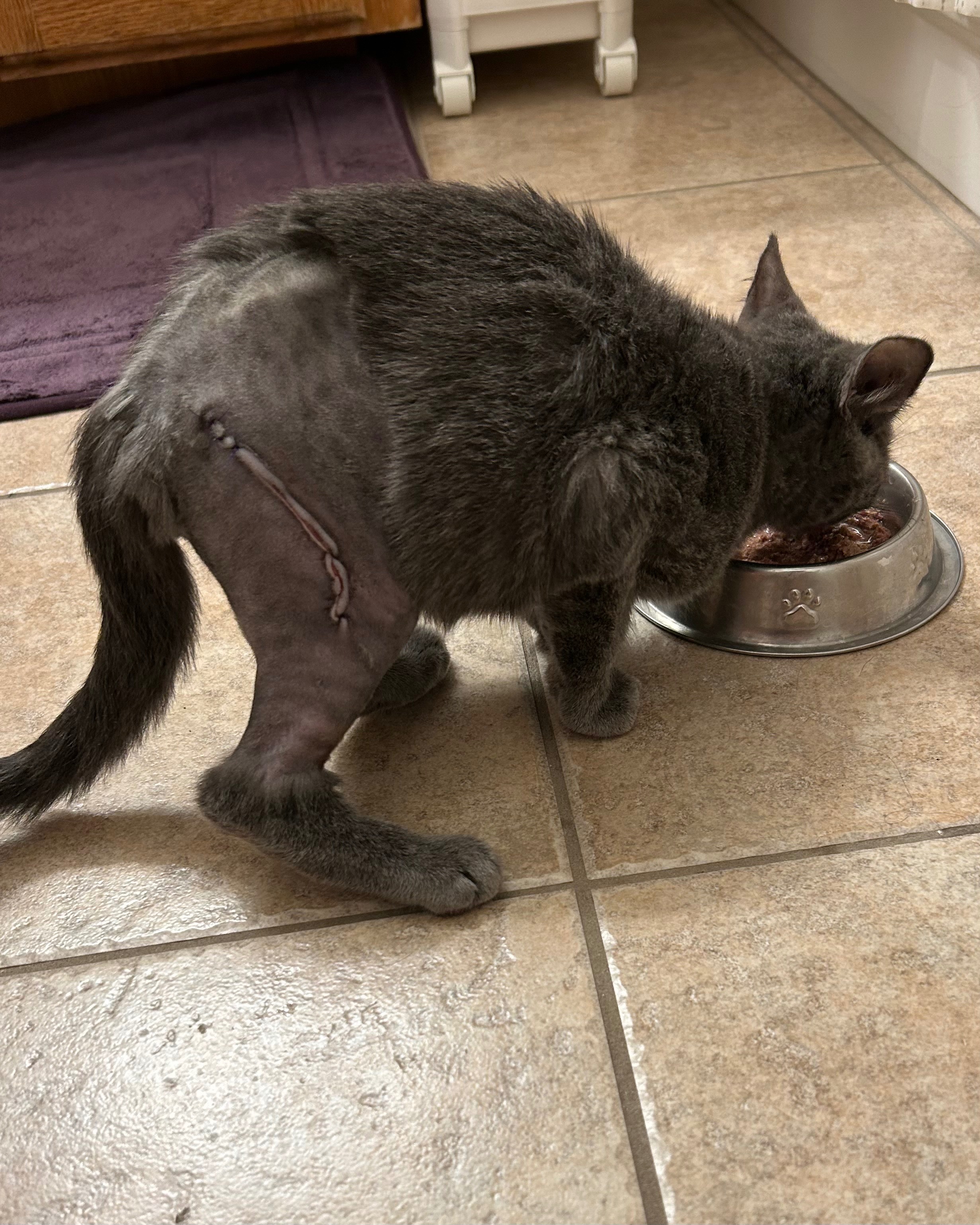 Help My Rescue Kitten Recover from Surgery campaign photo, 4 of 6