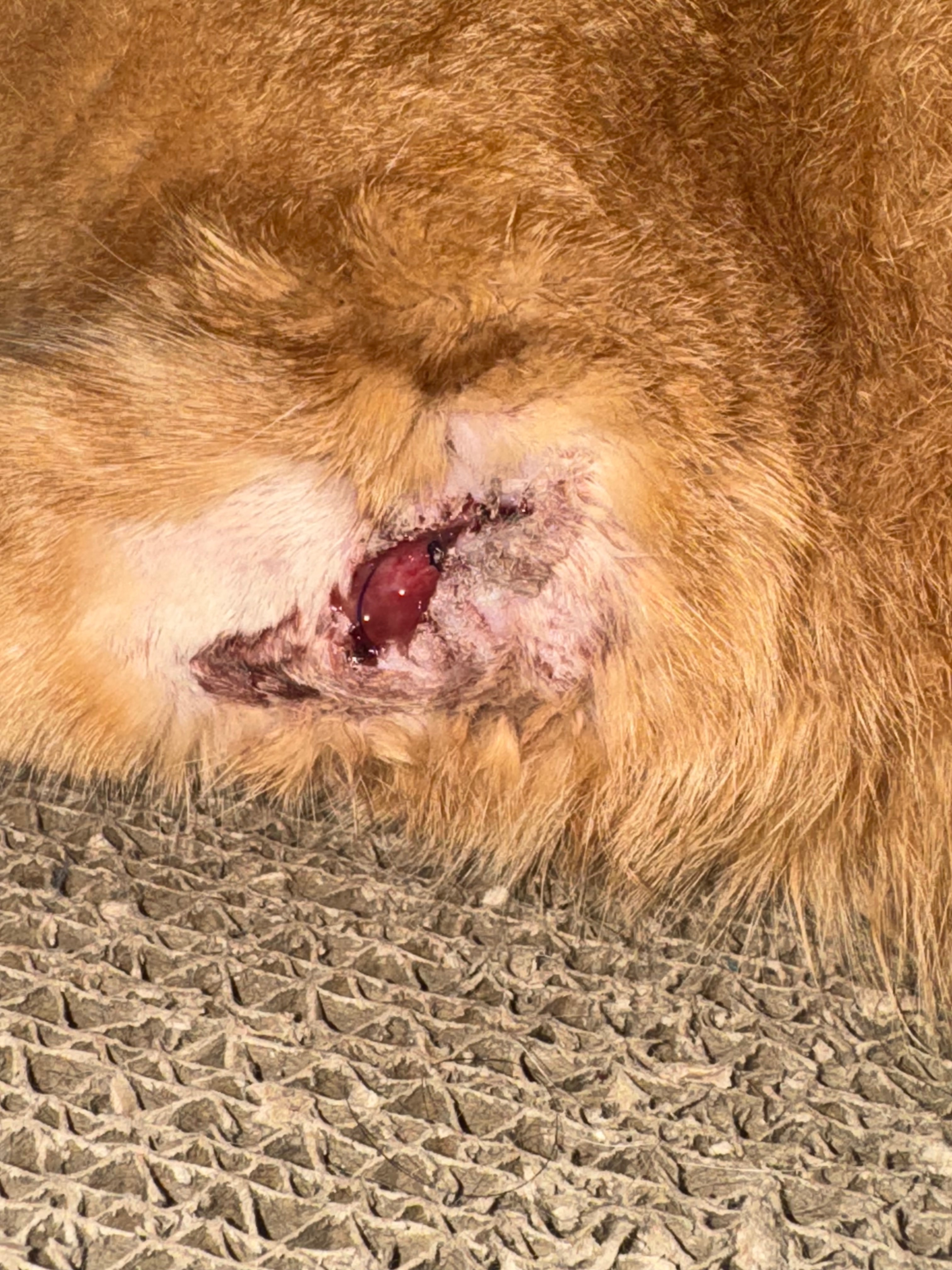 Help Goose Heal: Support for Vet Bills campaign photo, 4 of 5