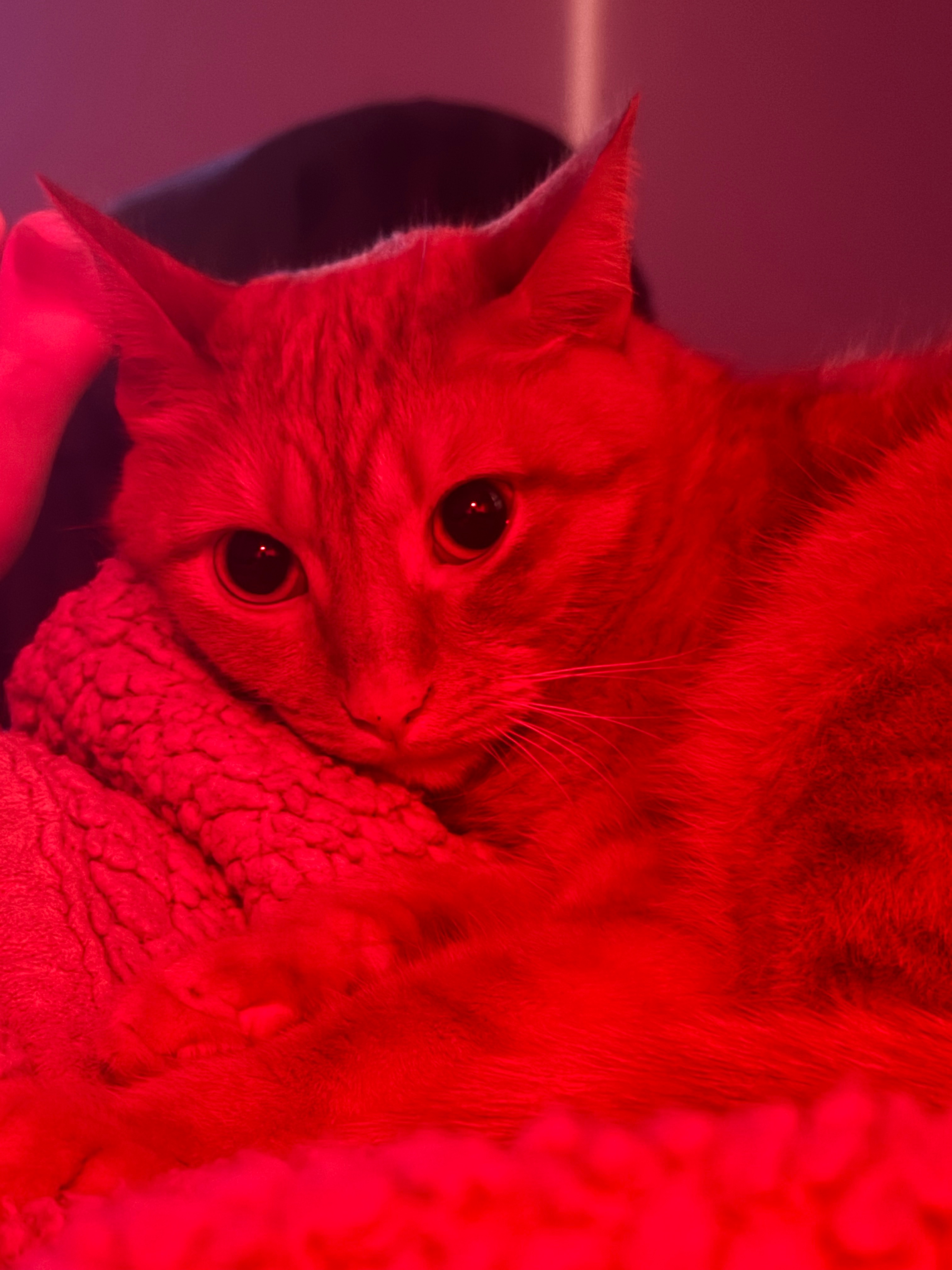 Help Goose Heal: Support for Vet Bills campaign photo, 2 of 5