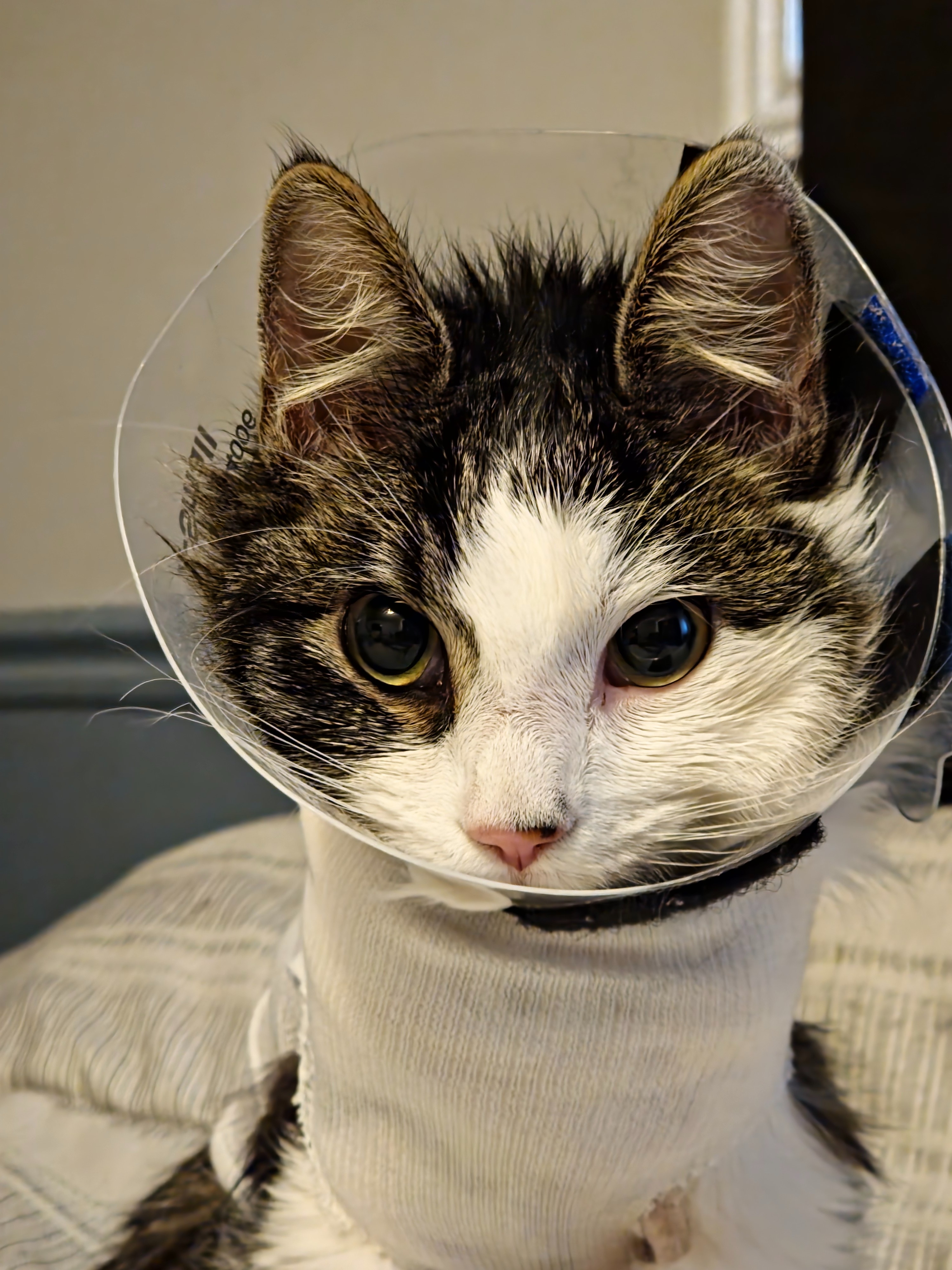 Help Spoon Recover: Support His Surgery campaign photo, 6 of 8