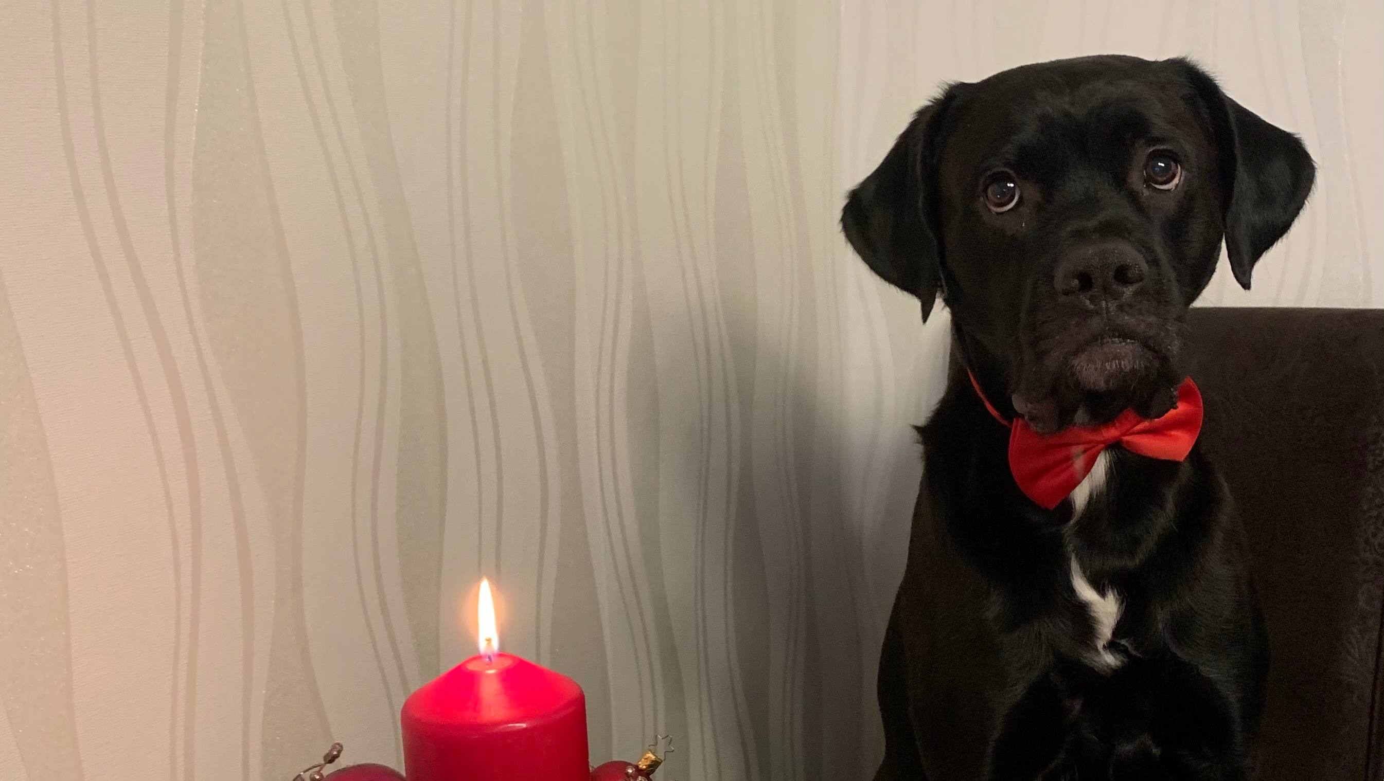 Tierheim Berlin Hohnschönhausen