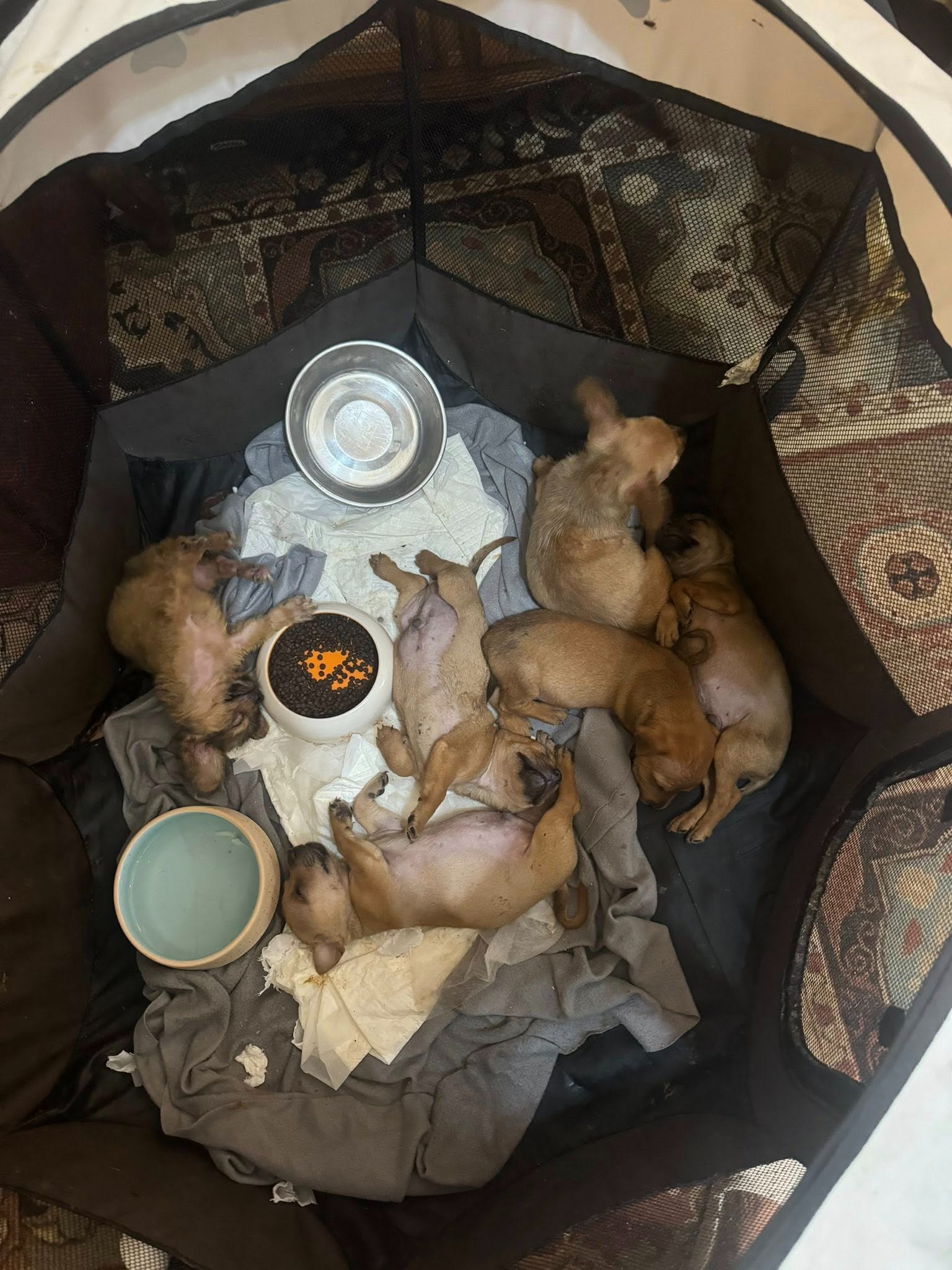 Emergency help for Mariuta Animal Sanctuary in Romania campaign photo, 7 of 8