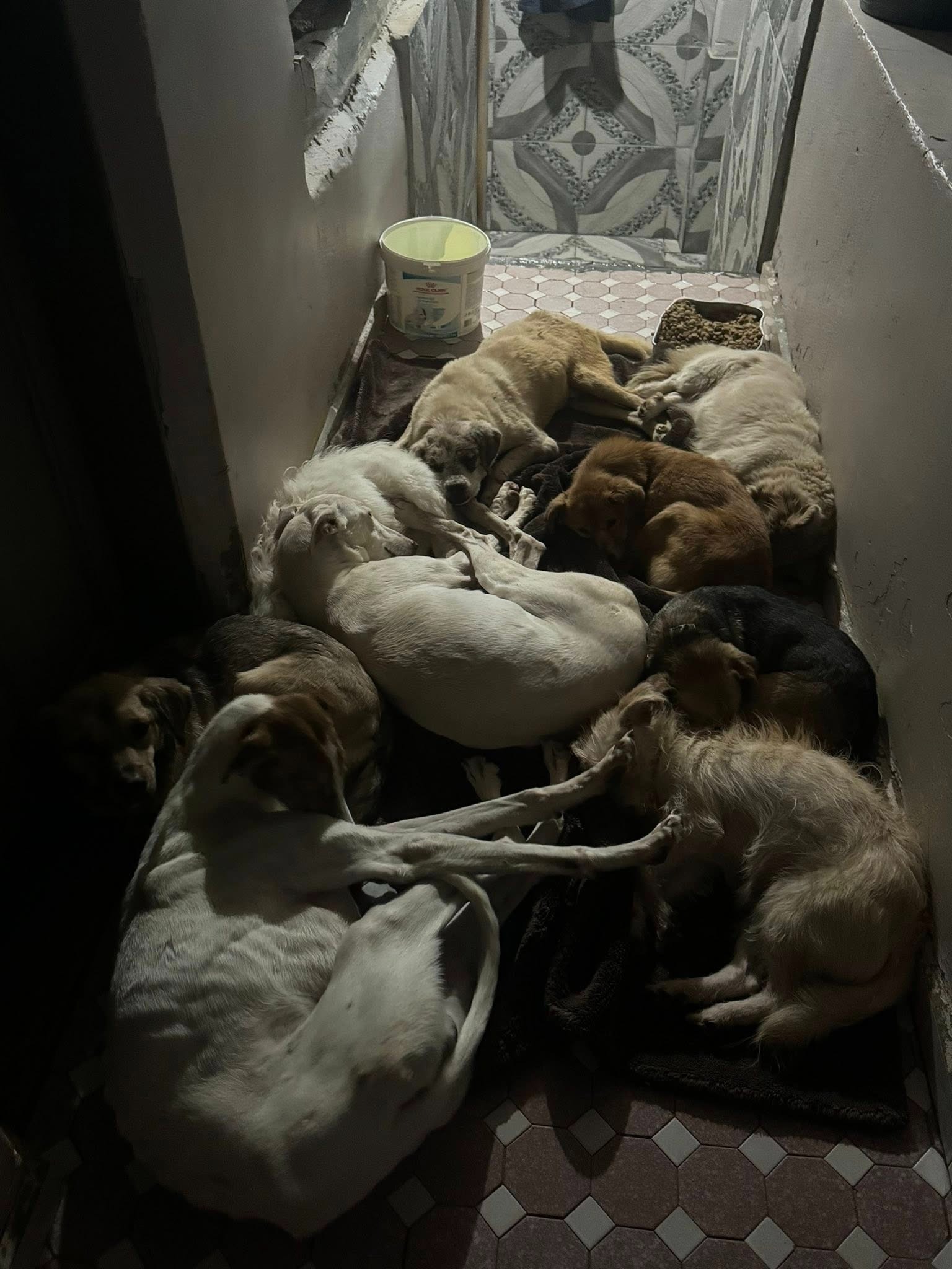 Emergency help for Mariuta Animal Sanctuary in Romania campaign photo, 2 of 8