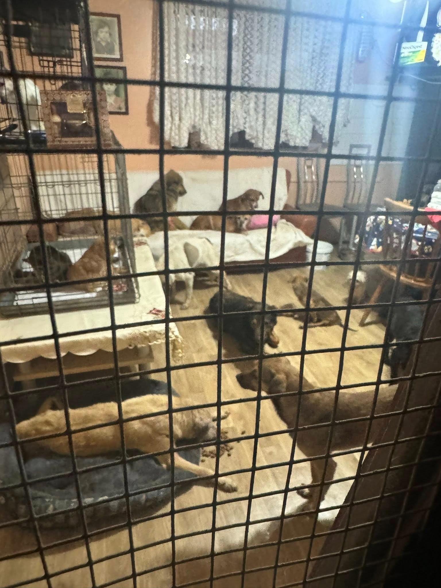 Emergency help for Mariuta Animal Sanctuary in Romania campaign photo, 4 of 8