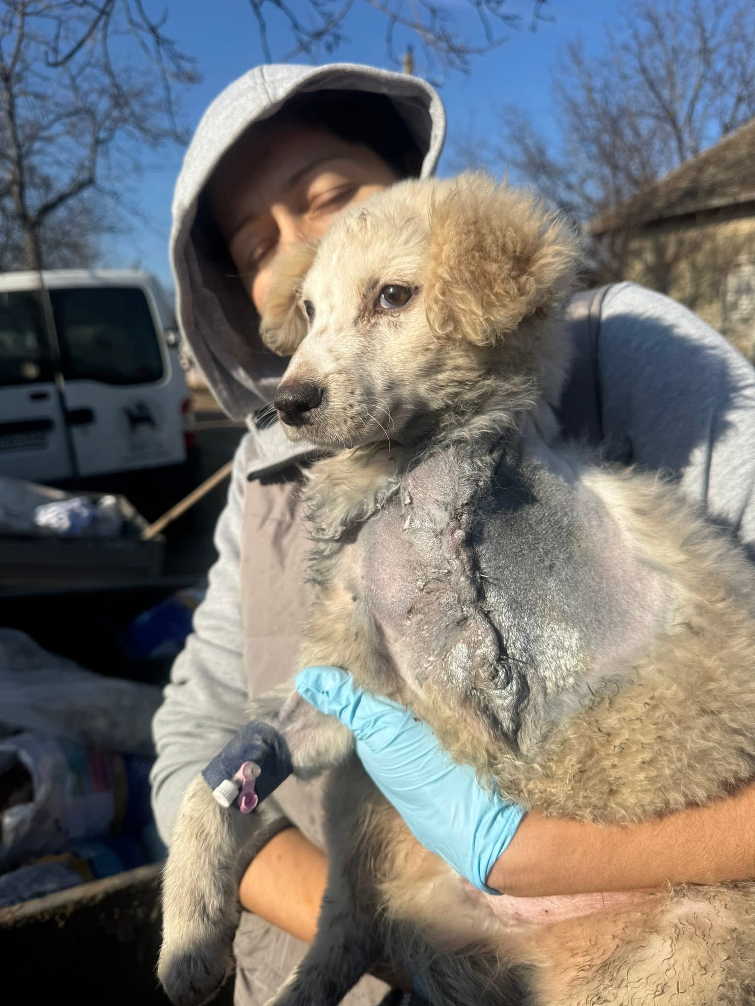 Emergency help for Mariuta Animal Sanctuary in Romania campaign photo, 6 of 8
