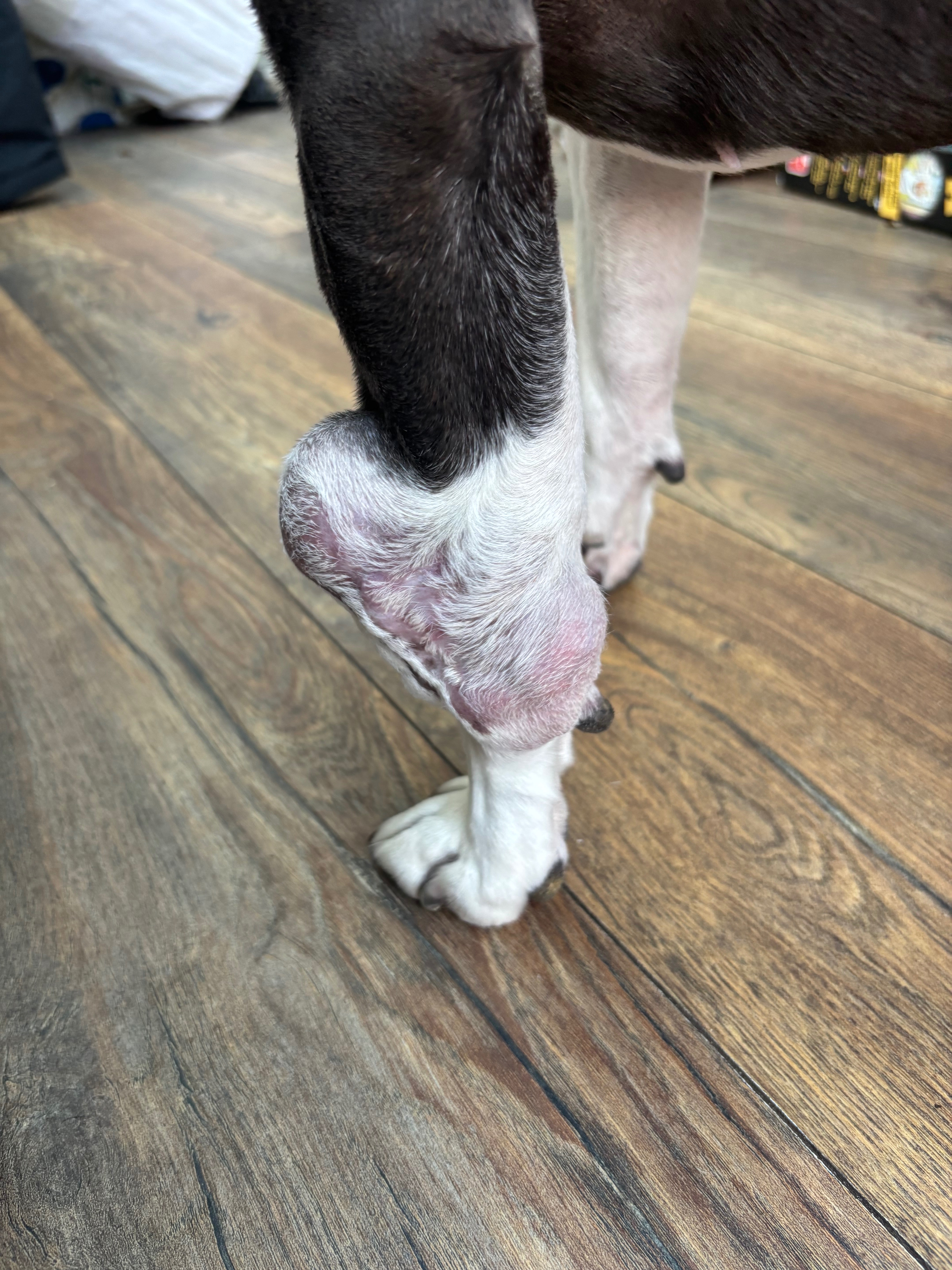 Willow’s Leg Amputation campaign photo, 2 of 6