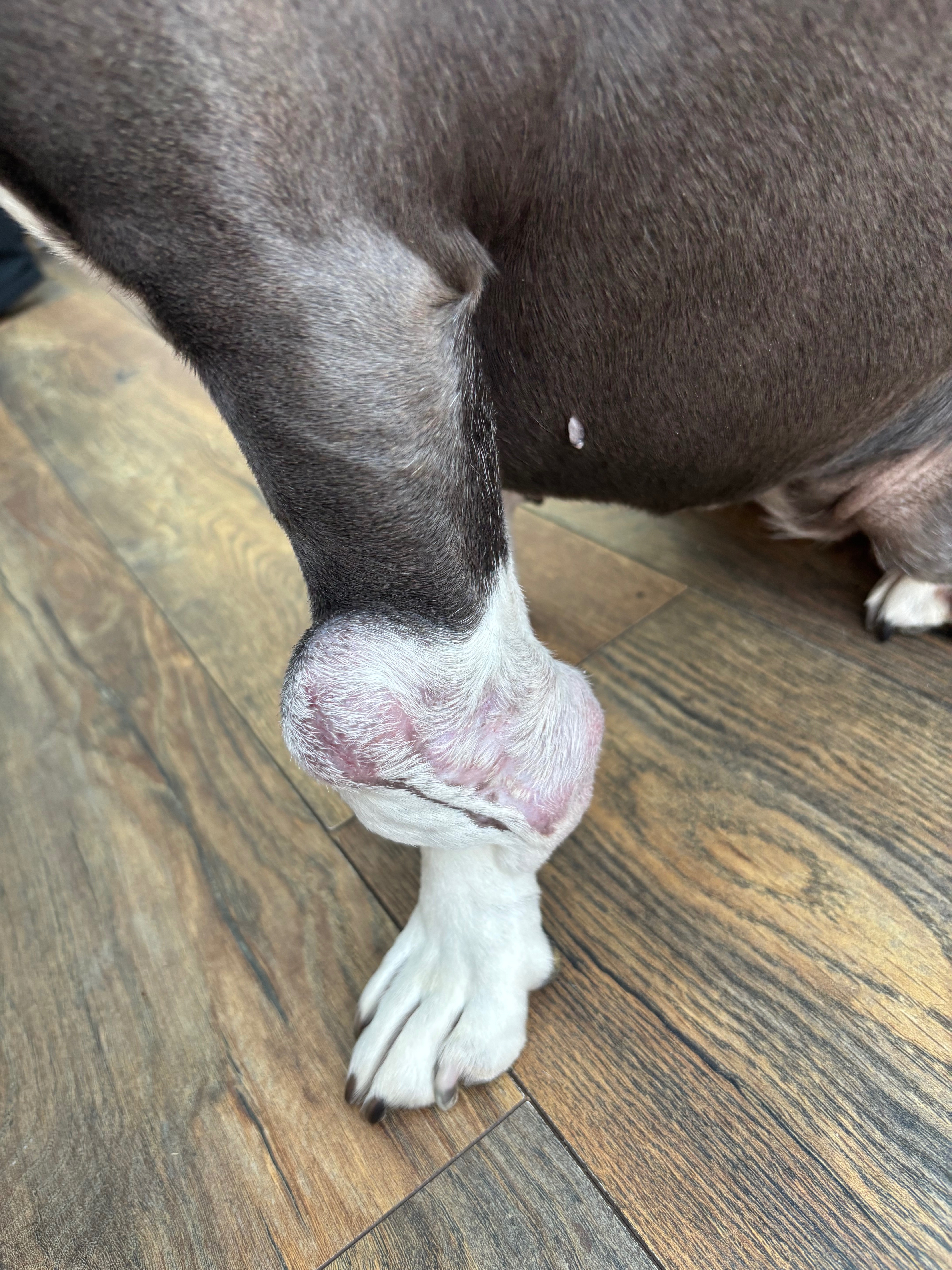 Willow’s Leg Amputation campaign photo, 4 of 6