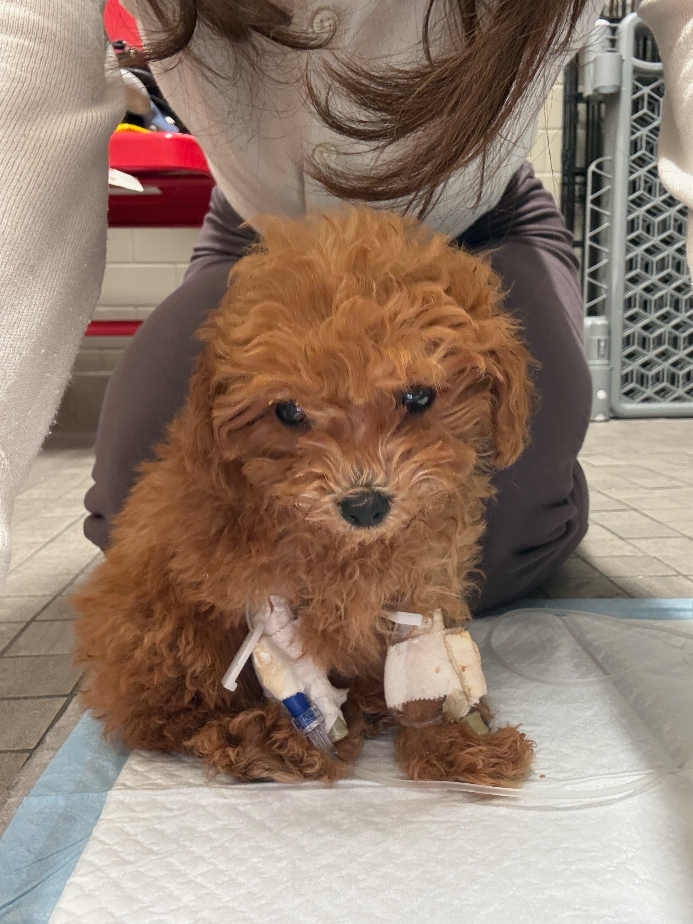 Support Teddy's Fight for Survival campaign photo, 2 of 8