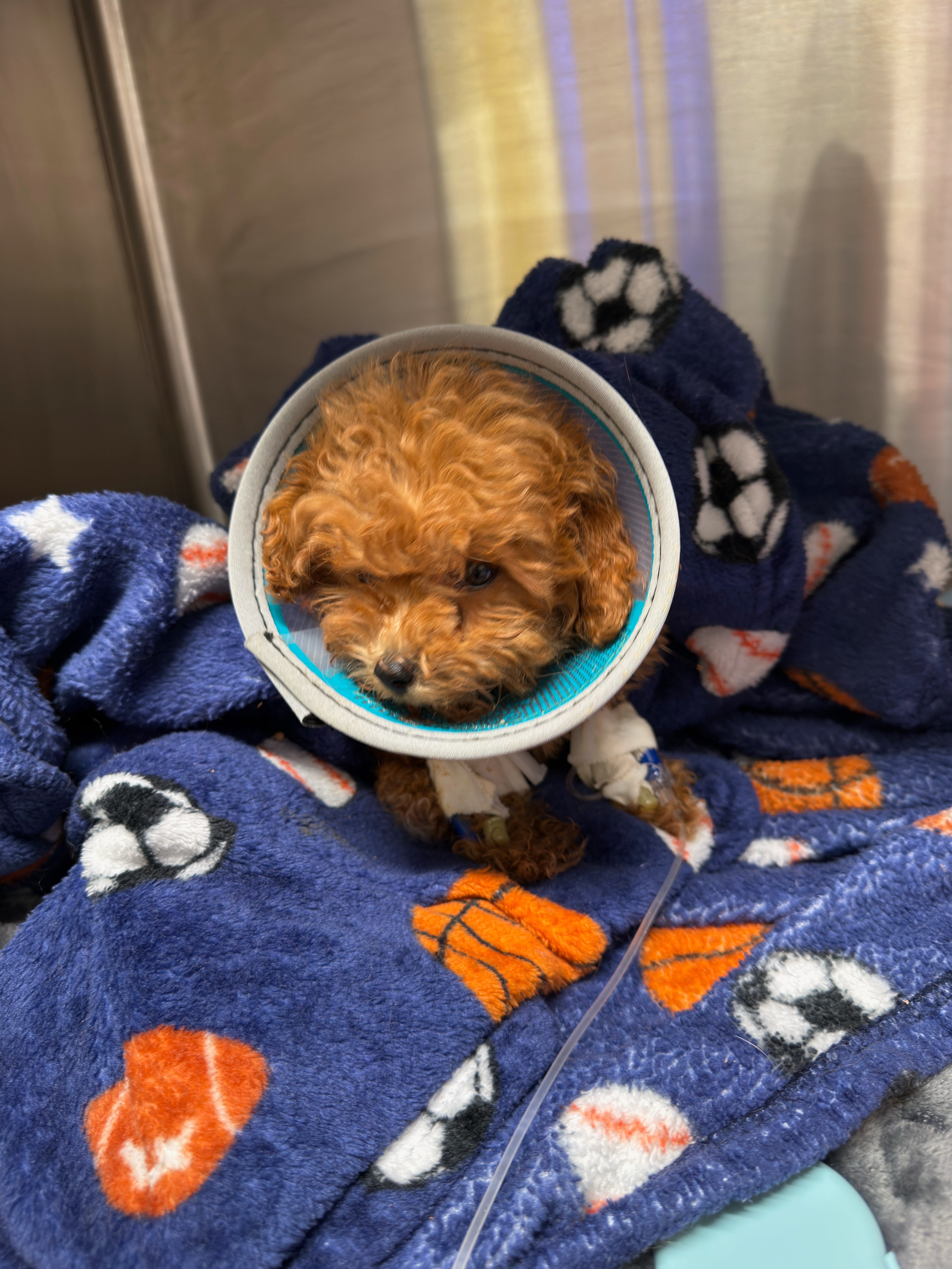 Support Teddy's Fight for Survival campaign photo, 5 of 8