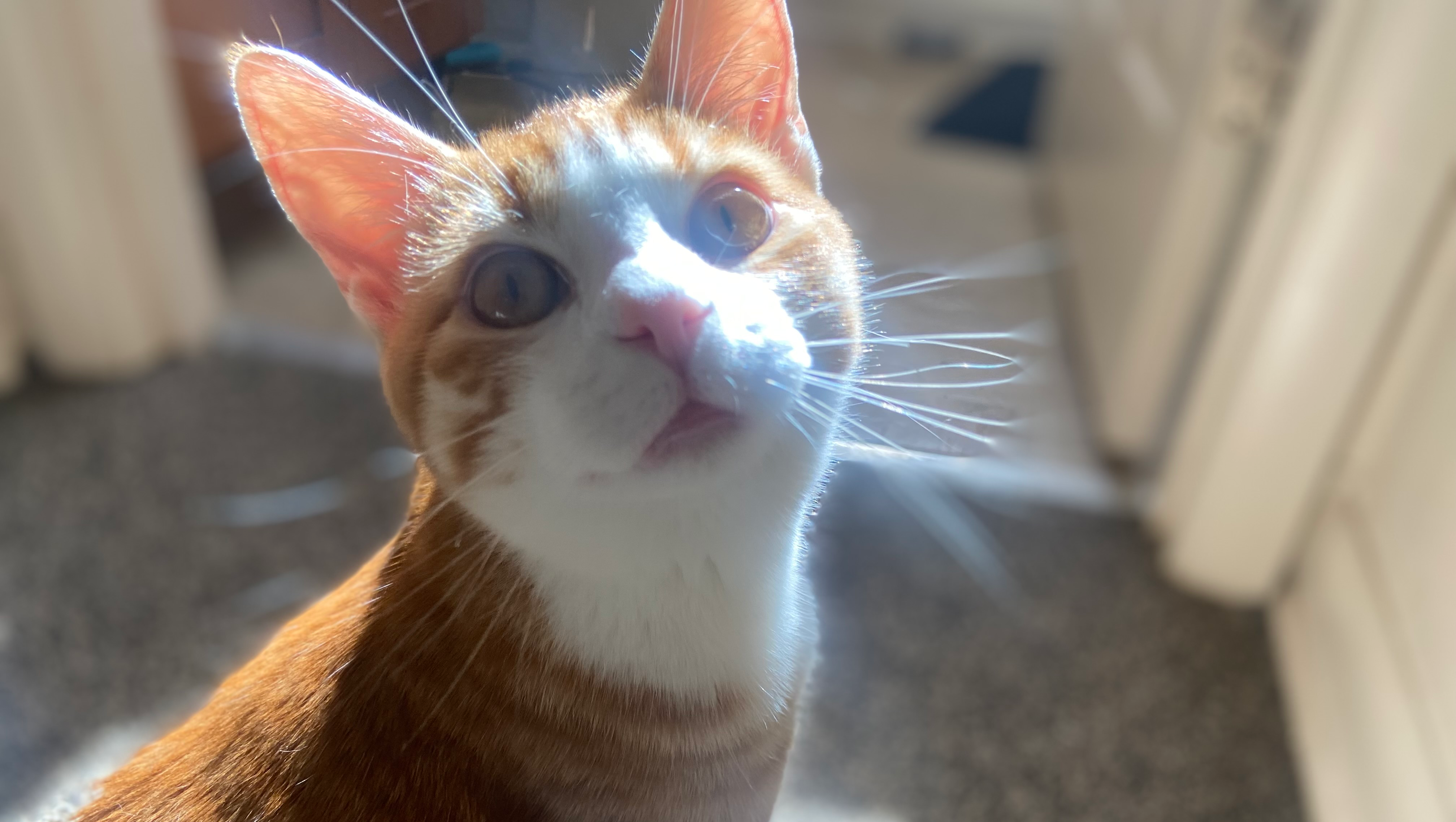 Support Mr. Bells surgery for his Urethra photo