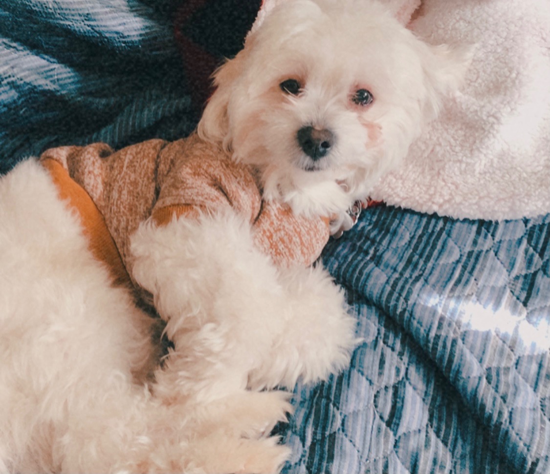 Help Rico Get Cruciate Surgery campaign photo, 4 of 5