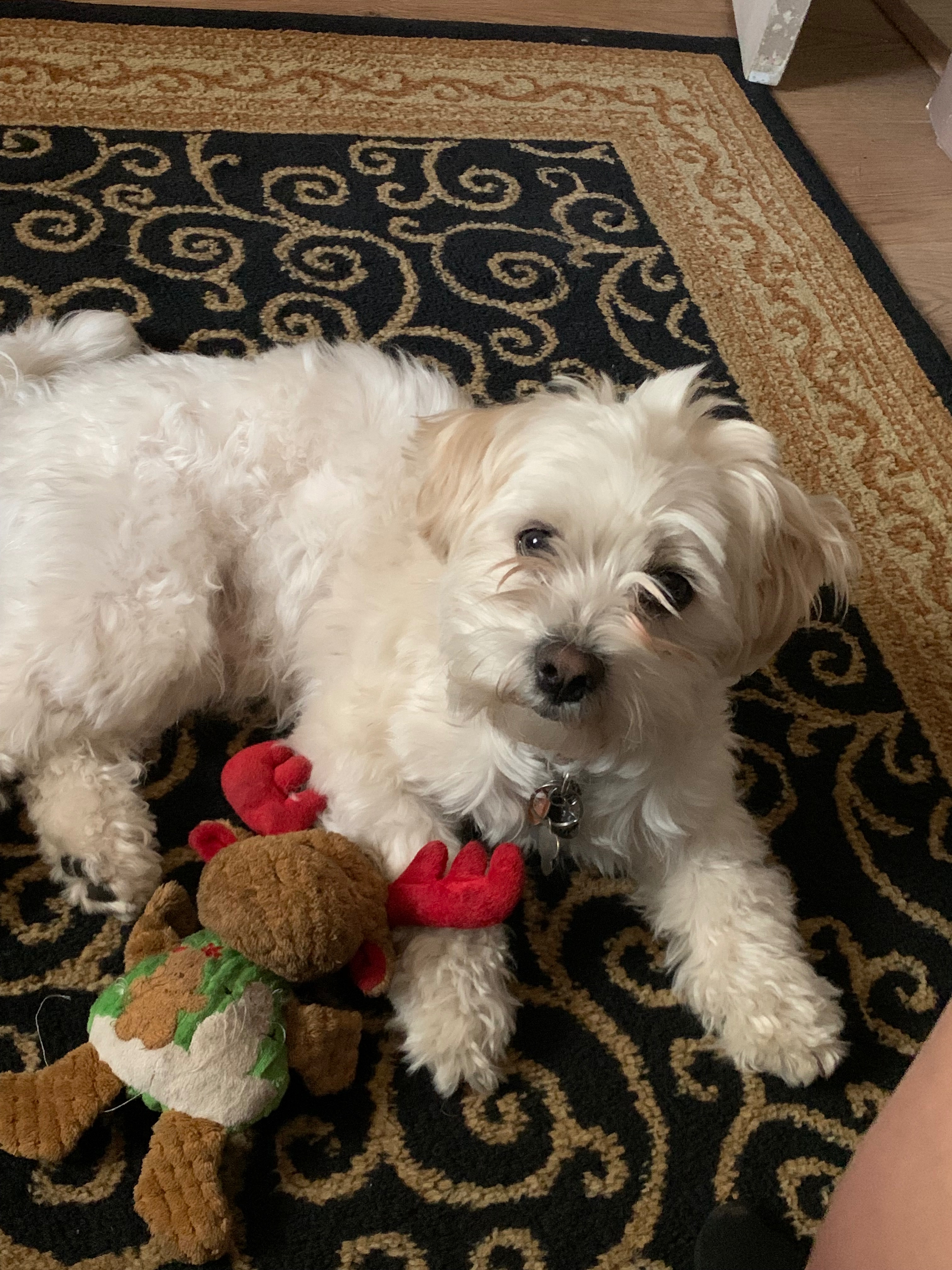 Help Rico Get Cruciate Surgery campaign photo, 2 of 5
