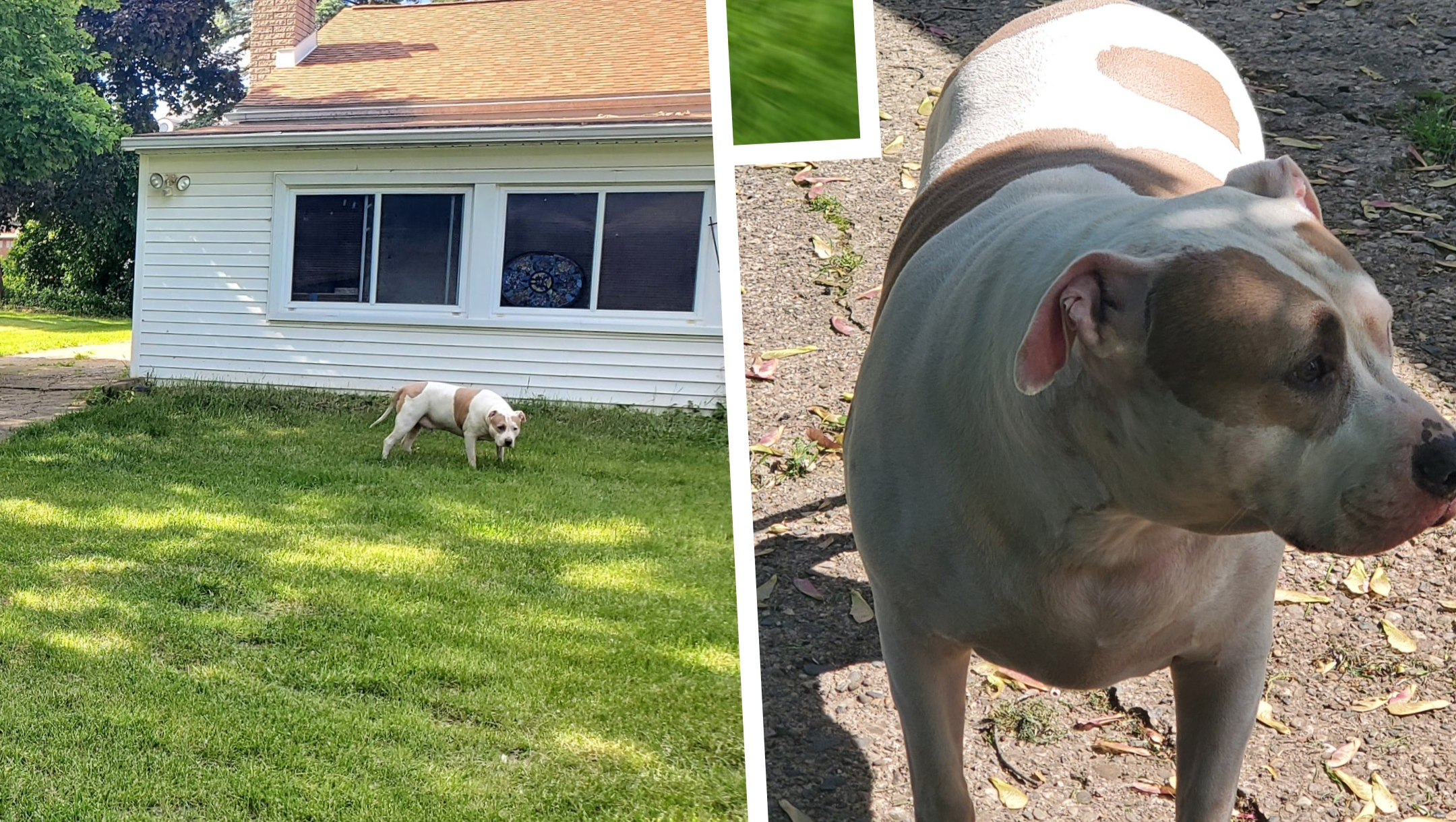 Donate for Petey's Essential Medical Needs photo