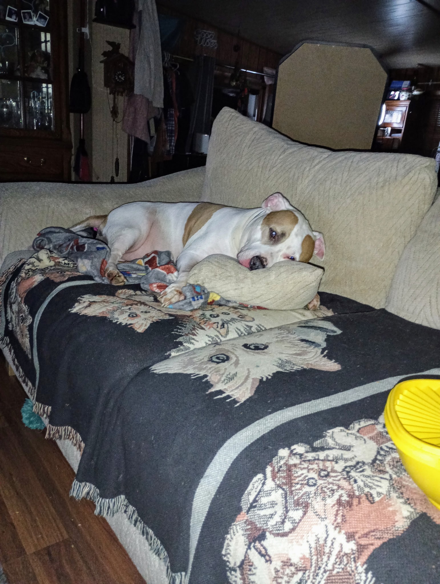 Donate for Petey's Essential Medical Needs campaign photo, 7 of 8