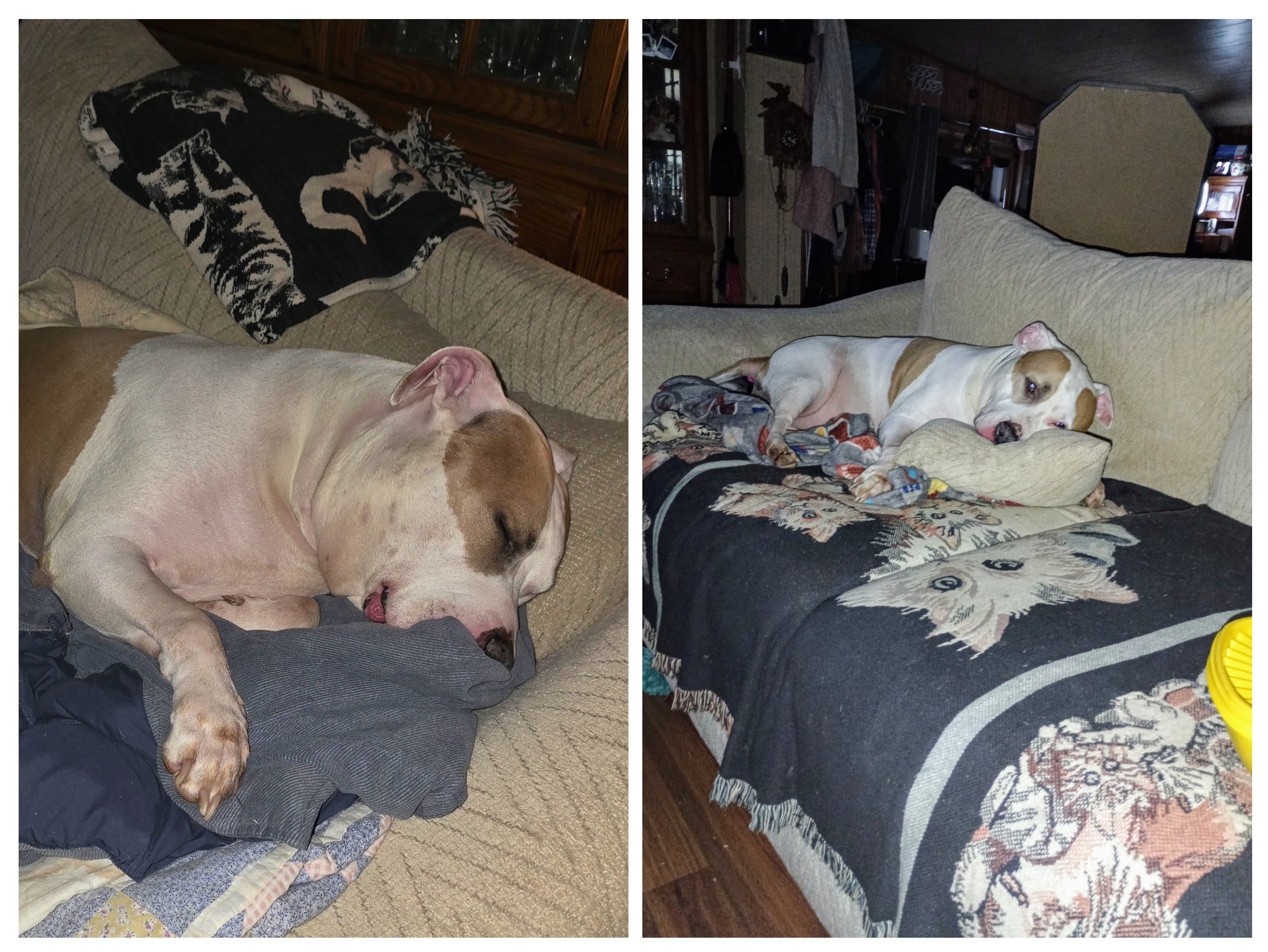 Donate for Petey's Essential Medical Needs campaign photo, 5 of 8