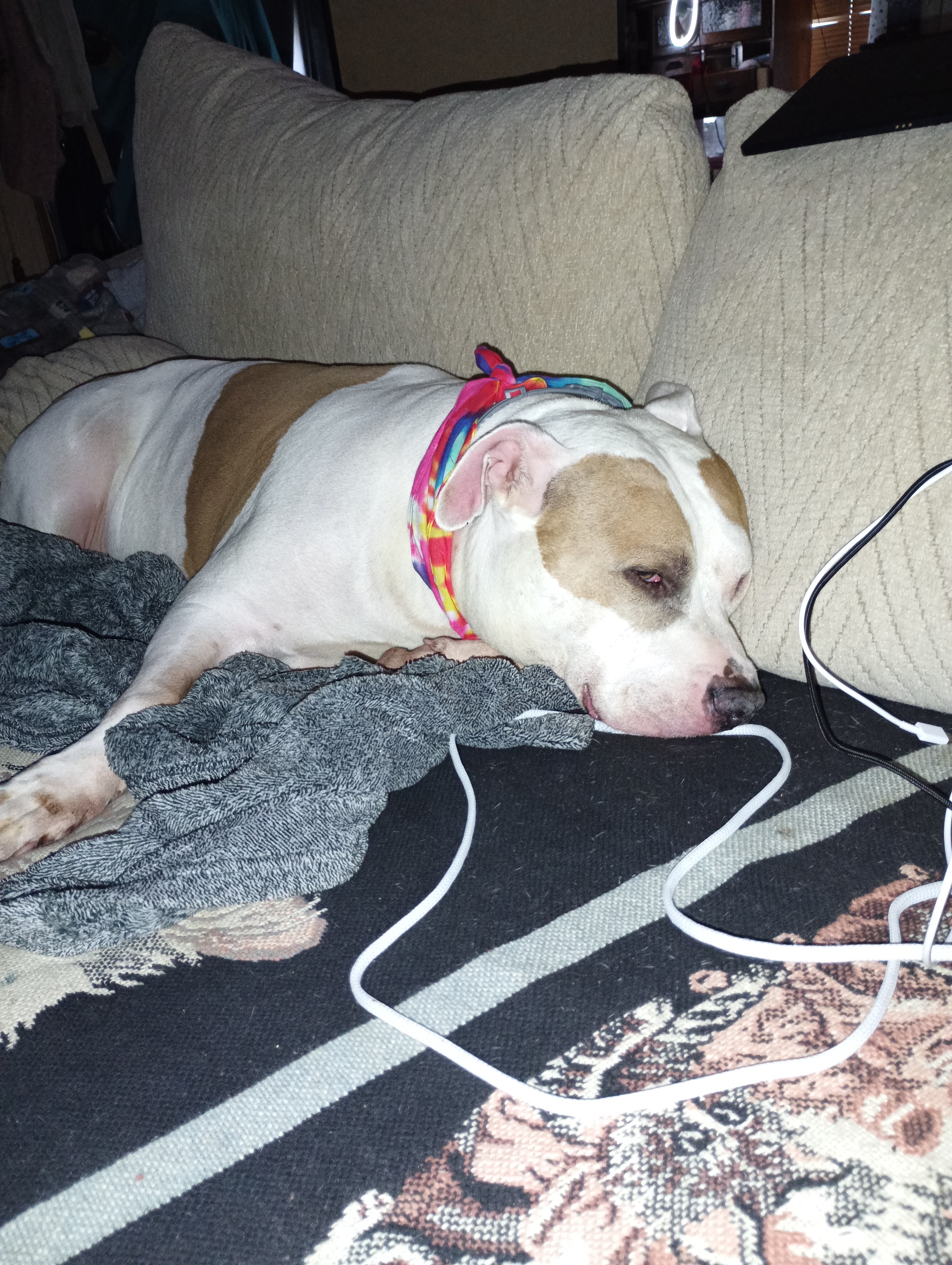 Donate for Petey's Essential Medical Needs campaign photo, 6 of 8
