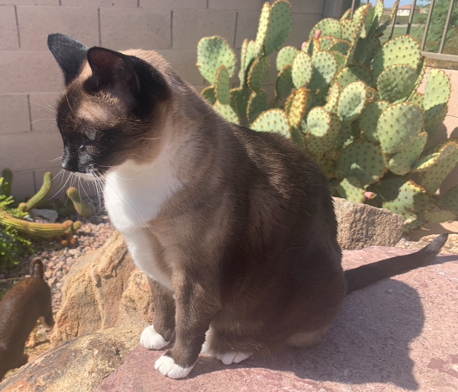 Help Our Siamese Cat Get Urgent Vet Care campaign photo, 7 of 8