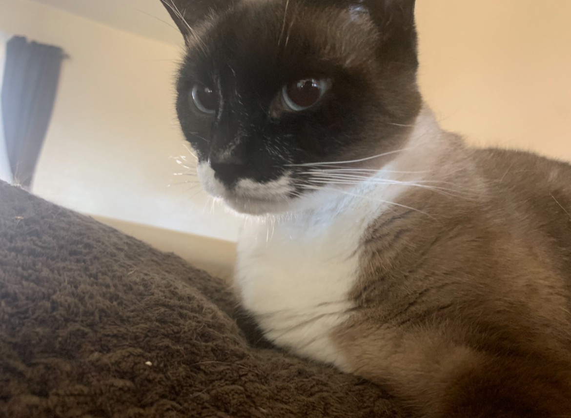 Help Our Siamese Cat Get Urgent Vet Care campaign photo, 2 of 8