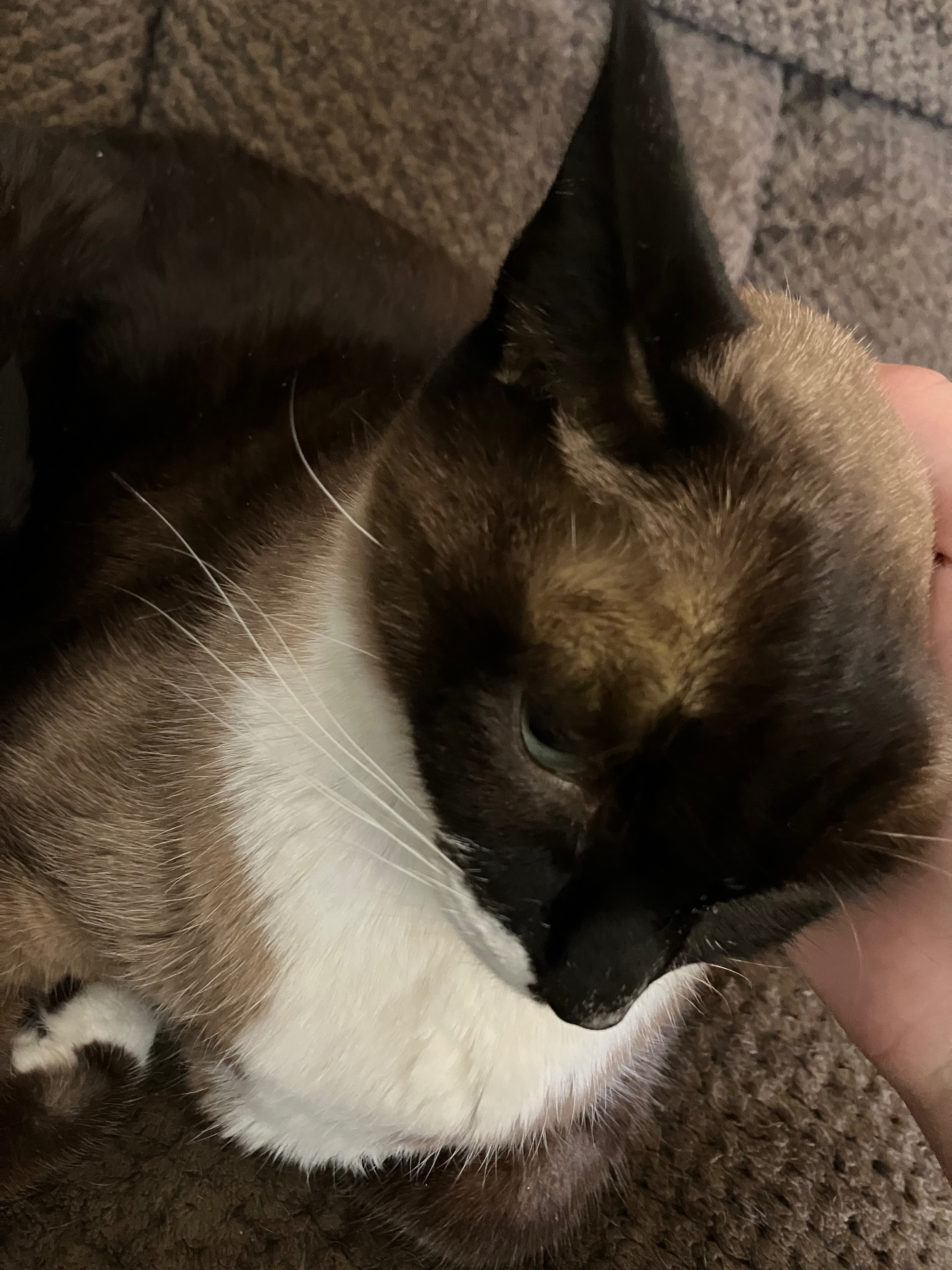 Help Our Siamese Cat Get Urgent Vet Care campaign photo, 4 of 8