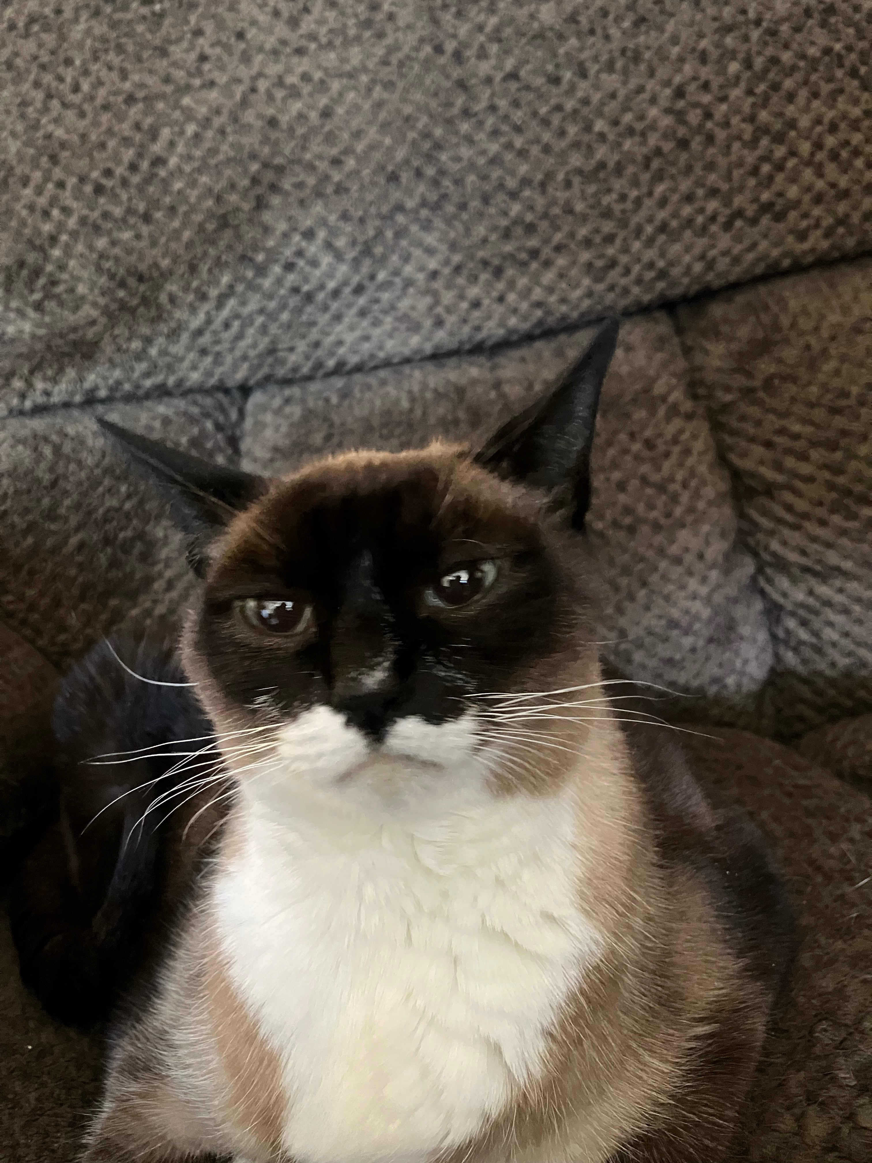 Help Our Siamese Cat Get Urgent Vet Care campaign photo, 5 of 8