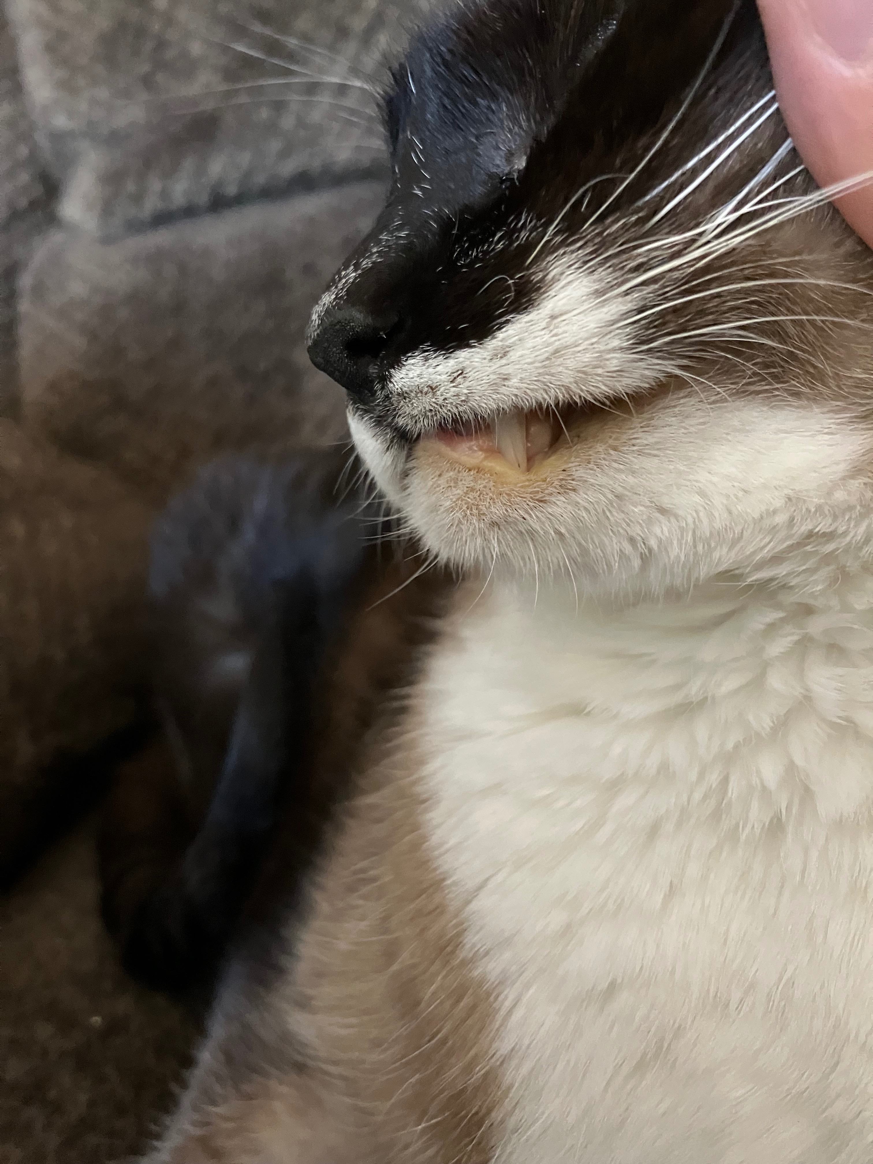 Help Our Siamese Cat Get Urgent Vet Care campaign photo, 6 of 8
