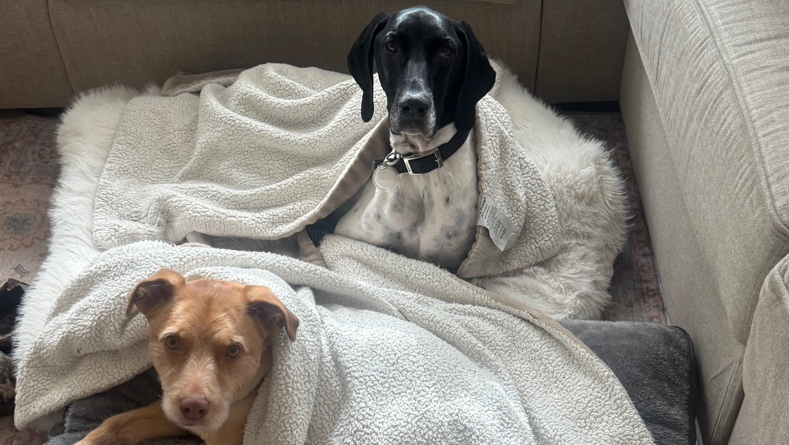 Help Bring Stewie and Bubba Home before it is TOO LATE! photo